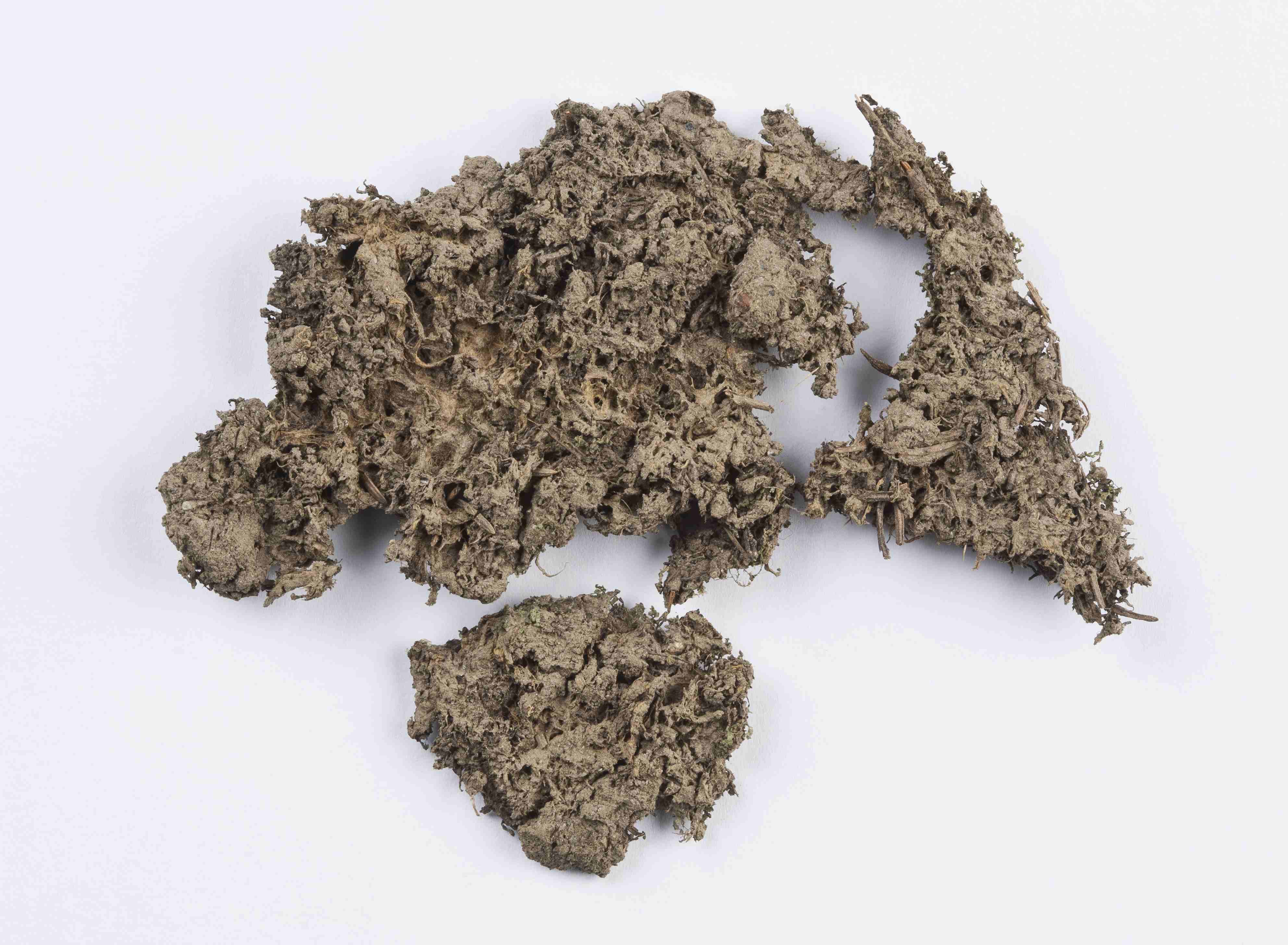 Náhledový obrázek Chiloscyphus polyanthos - 1