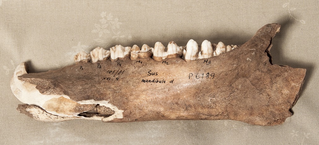 Náhledový obrázek Zvířecí kost - mandibula - 1