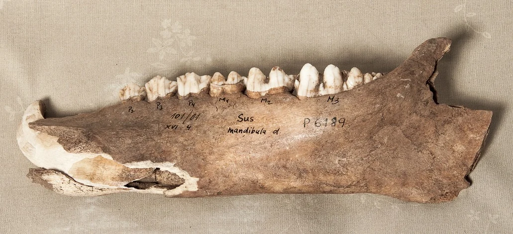 Náhledový obrázek předmětu Zvířecí kost - mandibula