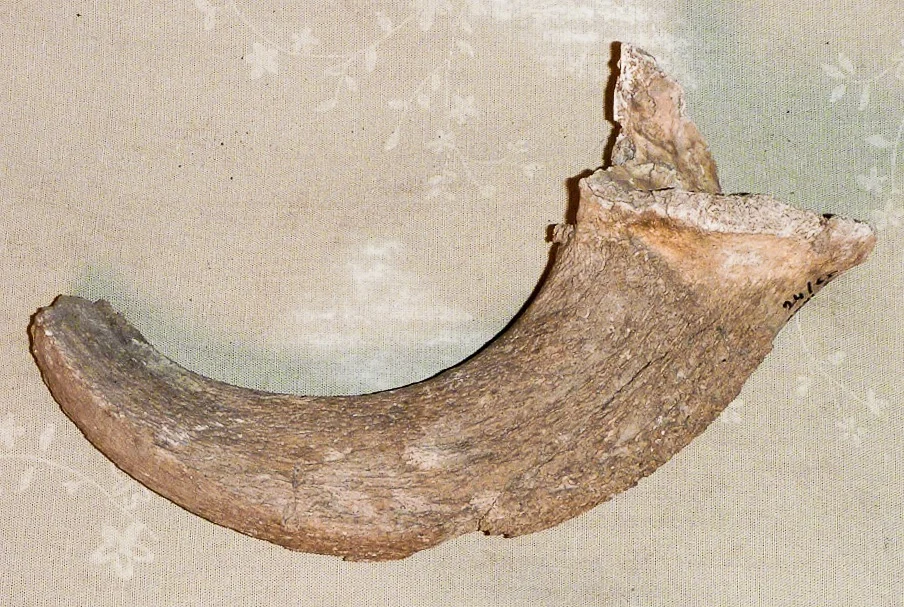 Náhledový obrázek předmětu Osteolog. materiál