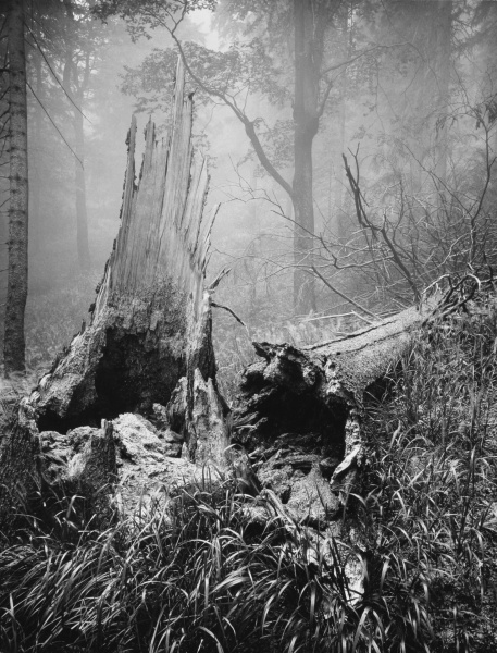 Náhledový obrázek Beskydy: Les II - 1