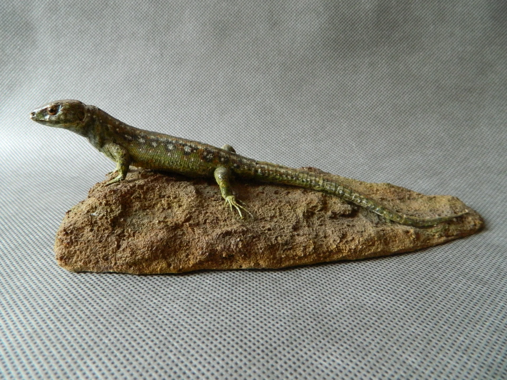 Obrázek Ještěrka obecná - Lacerta agilis