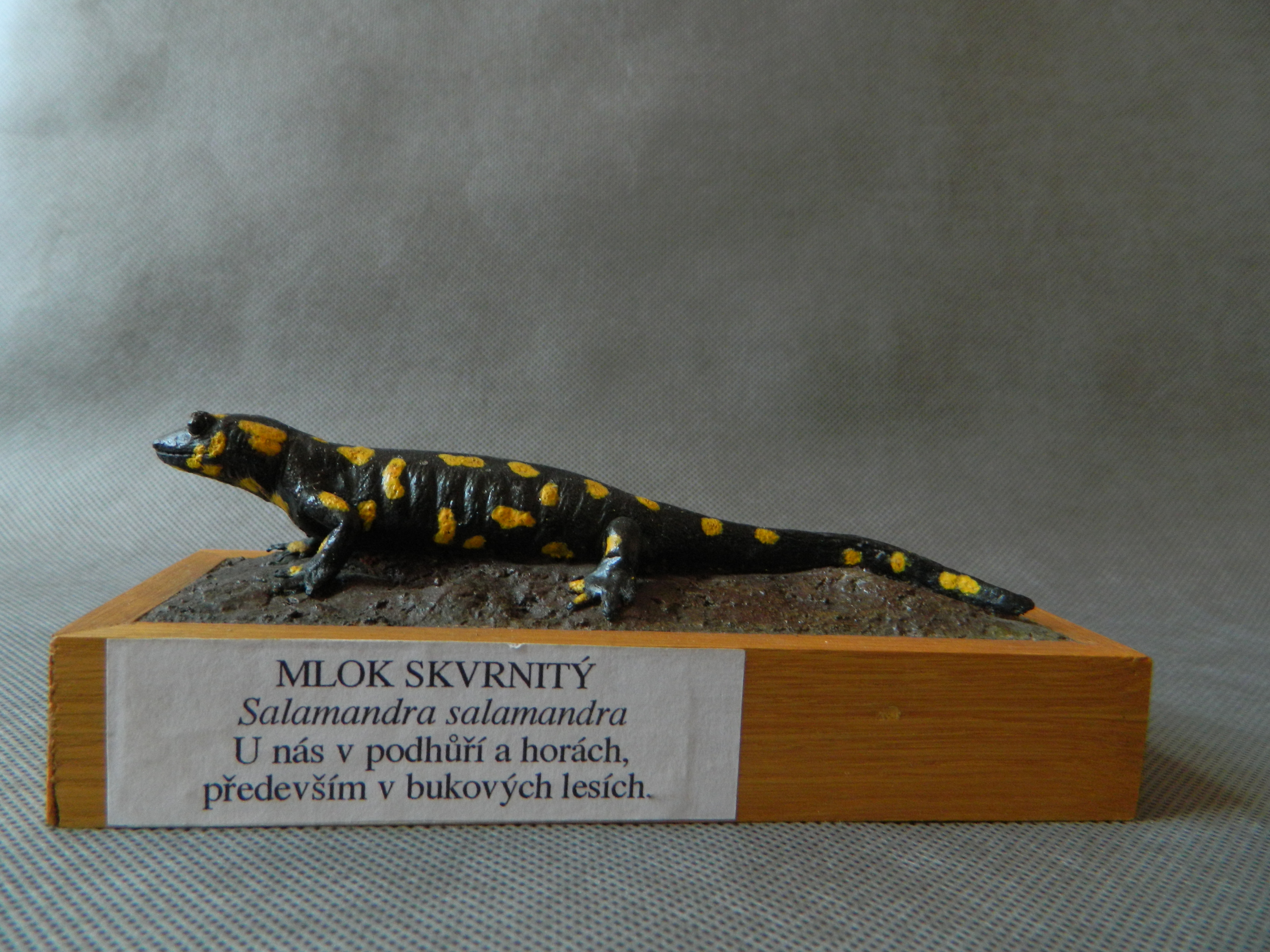 Náhledový obrázek Mlok skvrnitý - Salamandra salamandra - 1