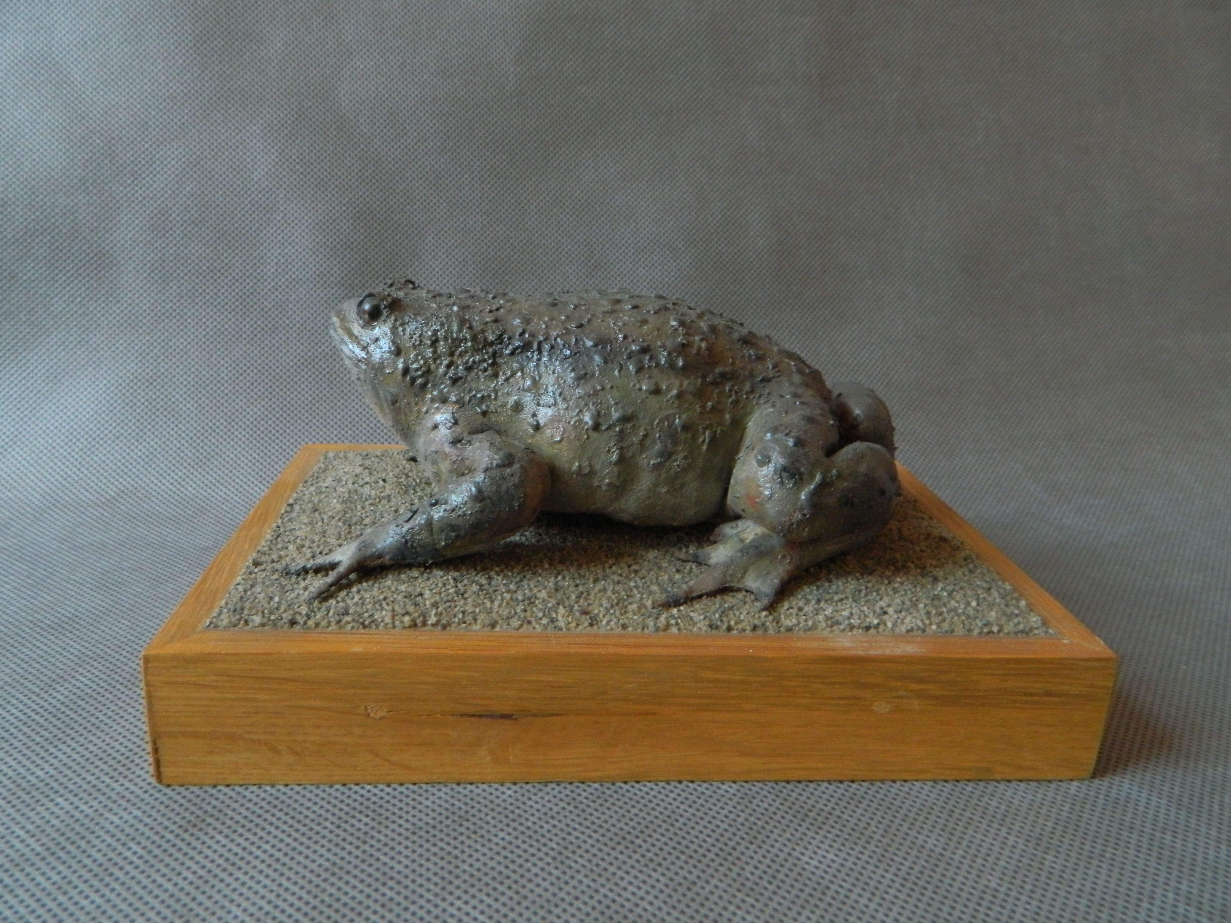 Náhledový obrázek Ropucha obecná - Bufo bufo - 1