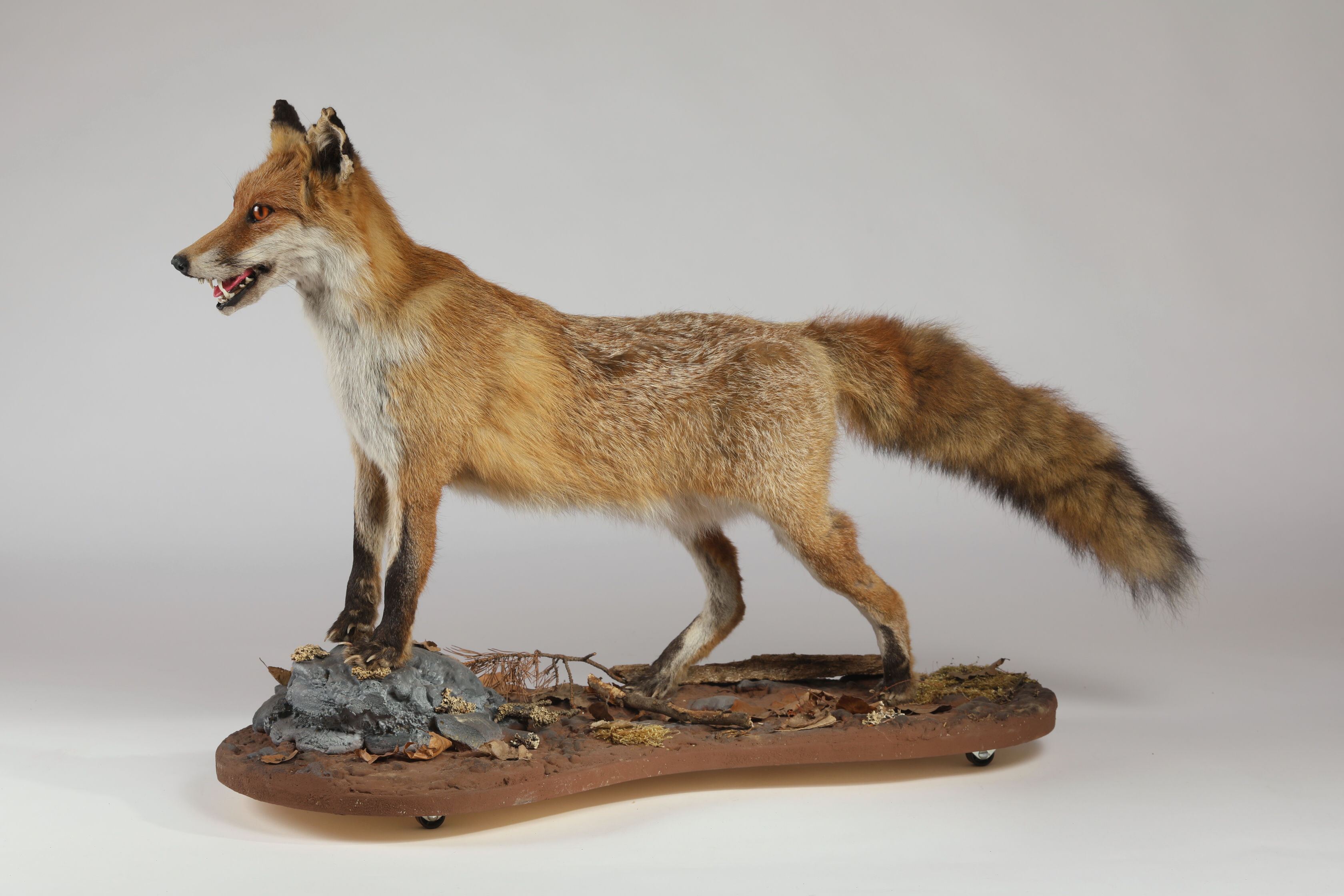Náhledový obrázek Vulpes vulpes (dermoplastický preparát) - 1