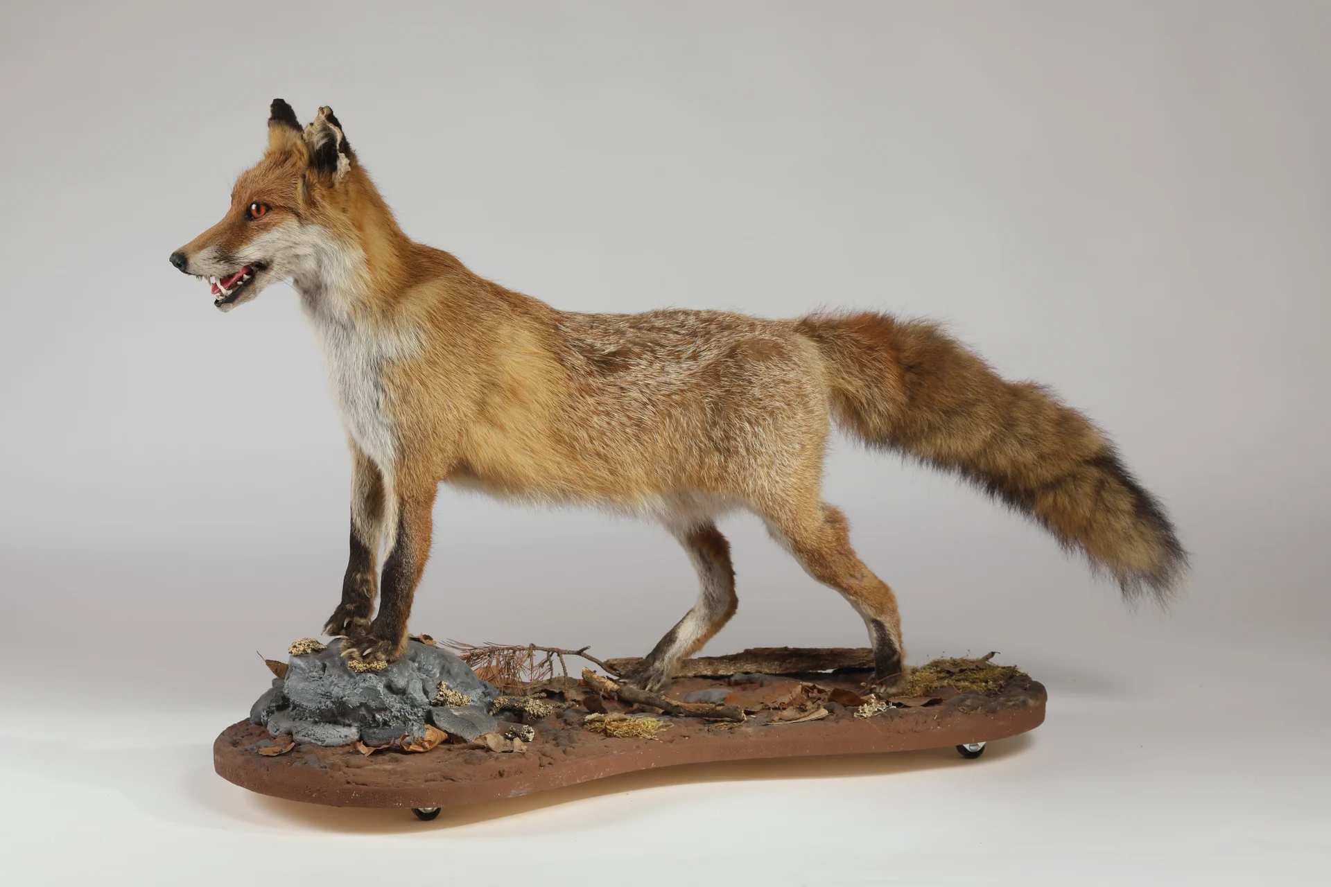 Náhledový obrázek předmětu Vulpes vulpes (dermoplastický preparát)
