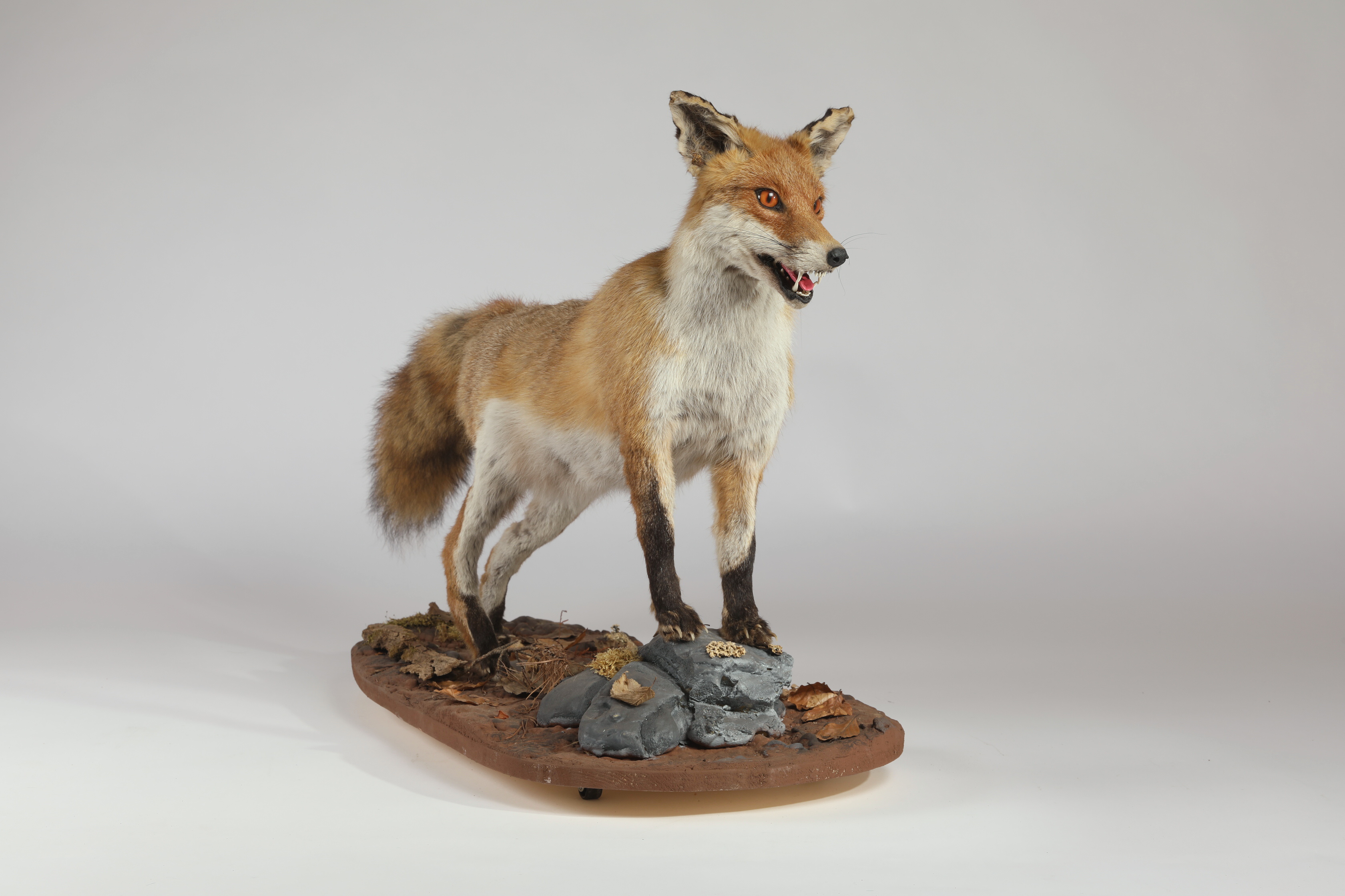 Náhledový obrázek Vulpes vulpes (dermoplastický preparát) - 2