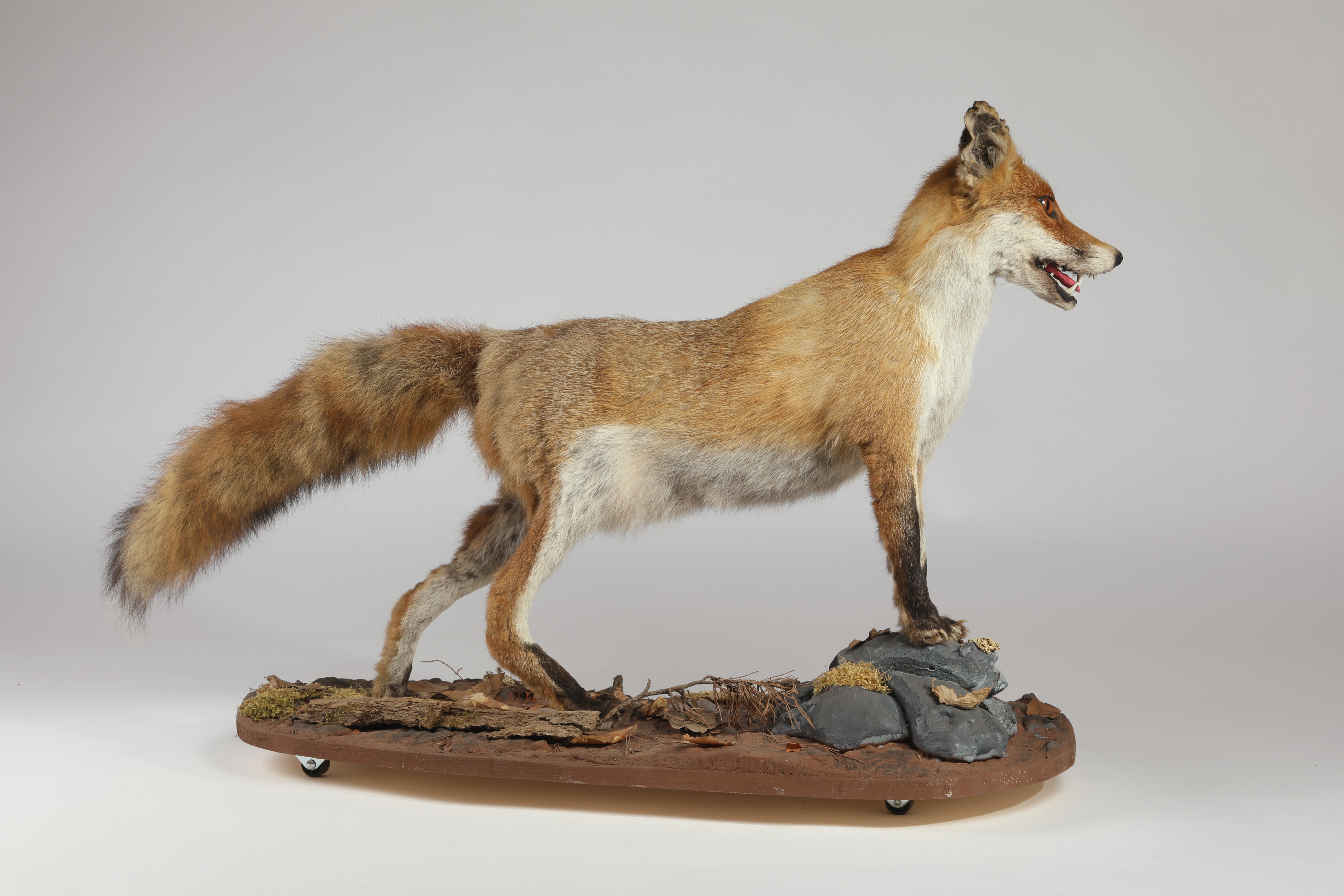 Náhledový obrázek Vulpes vulpes (dermoplastický preparát) - 3