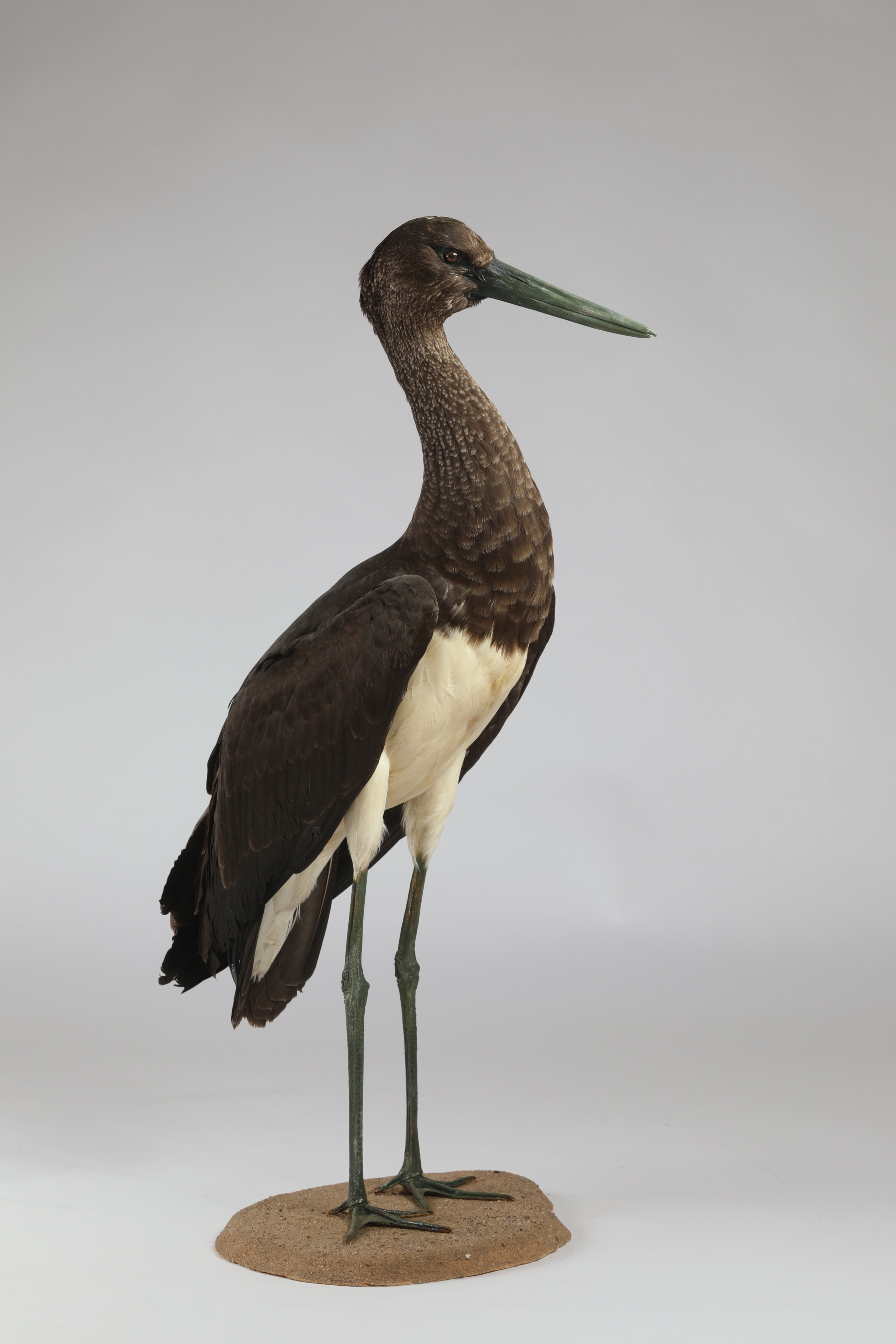 Náhledový obrázek Ciconia nigra (dermoplastický preparát) - 1