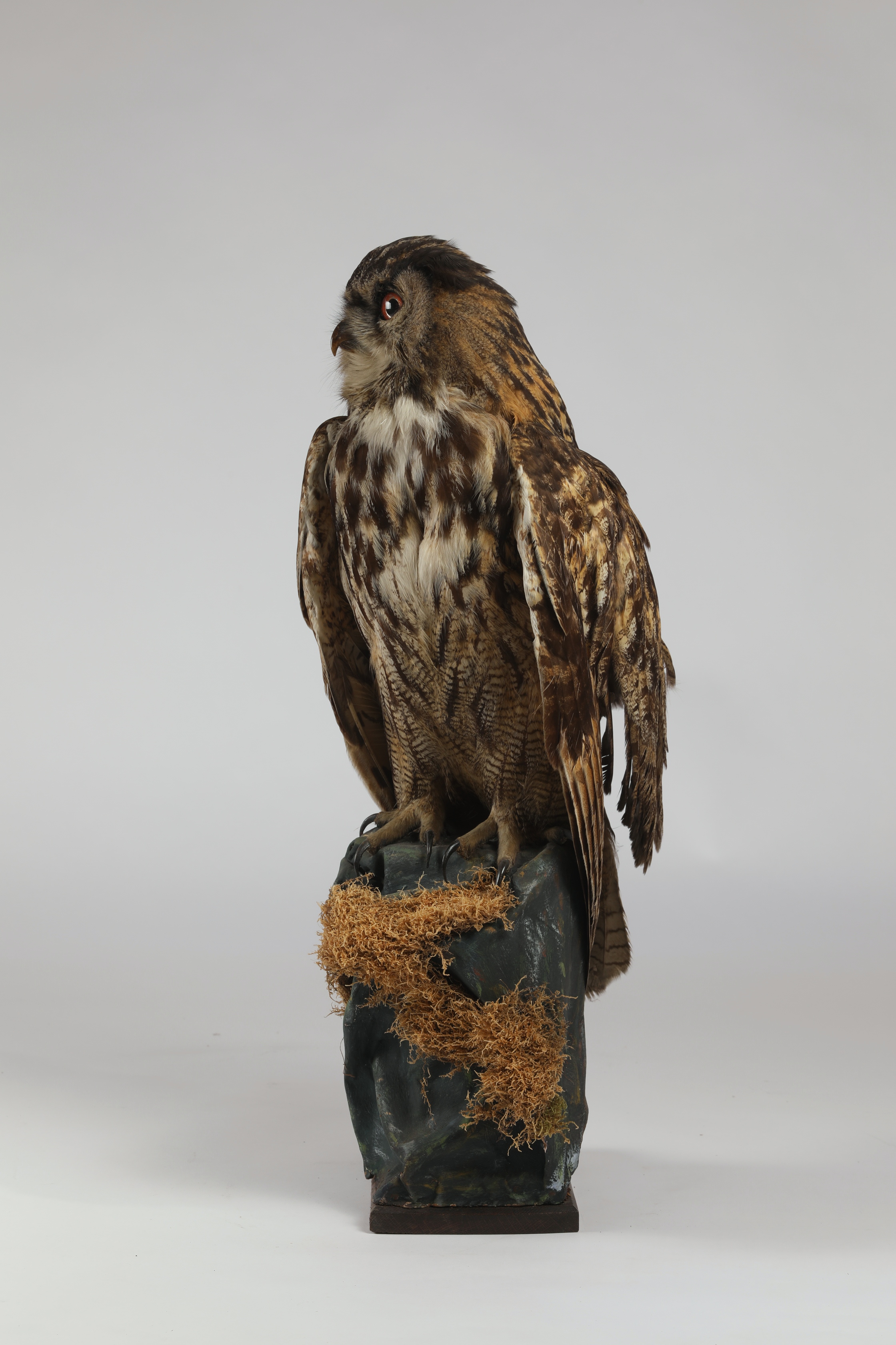 Náhledový obrázek Bubo bubo (dermoplastický preparát) - 3