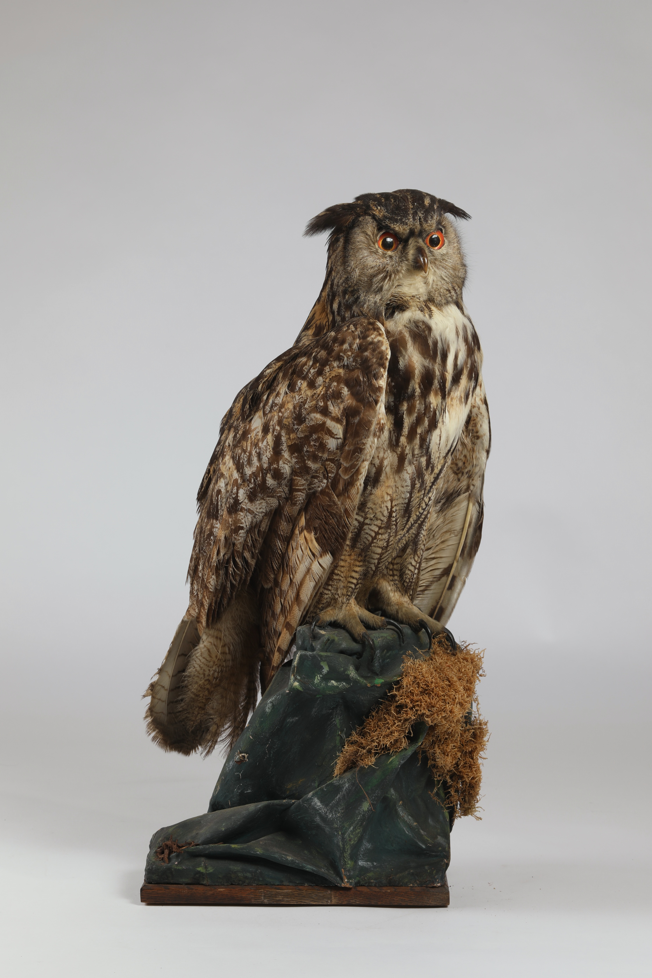 Náhledový obrázek Bubo bubo (dermoplastický preparát) - 1