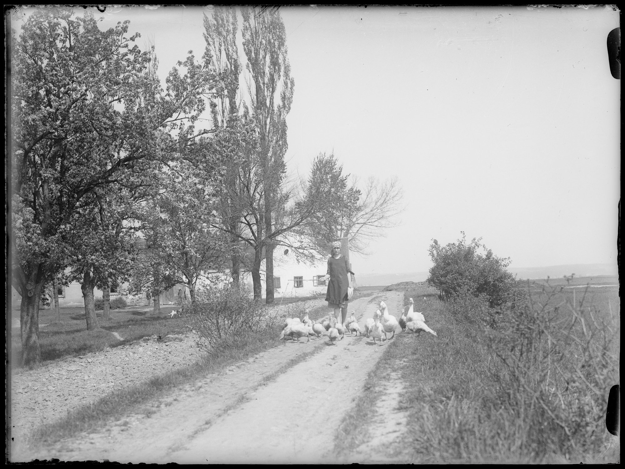 Náhledový obrázek Pasačka hus - 1