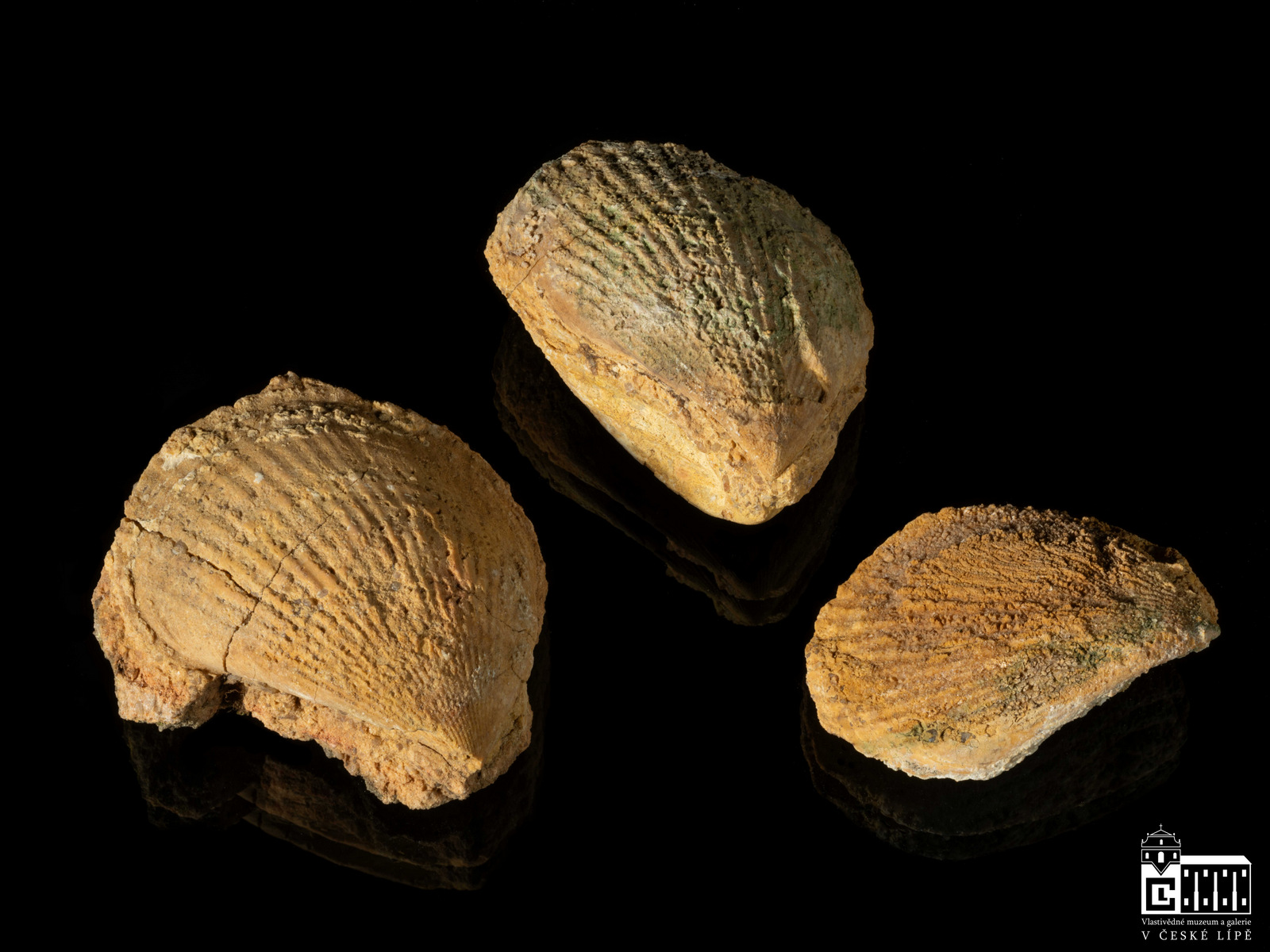 Náhledový obrázek Lima canalifera - 1