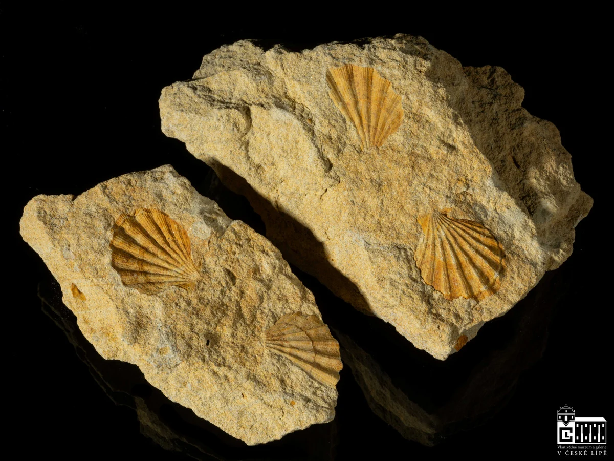 Náhledový obrázek předmětu Lyropecten ternatus