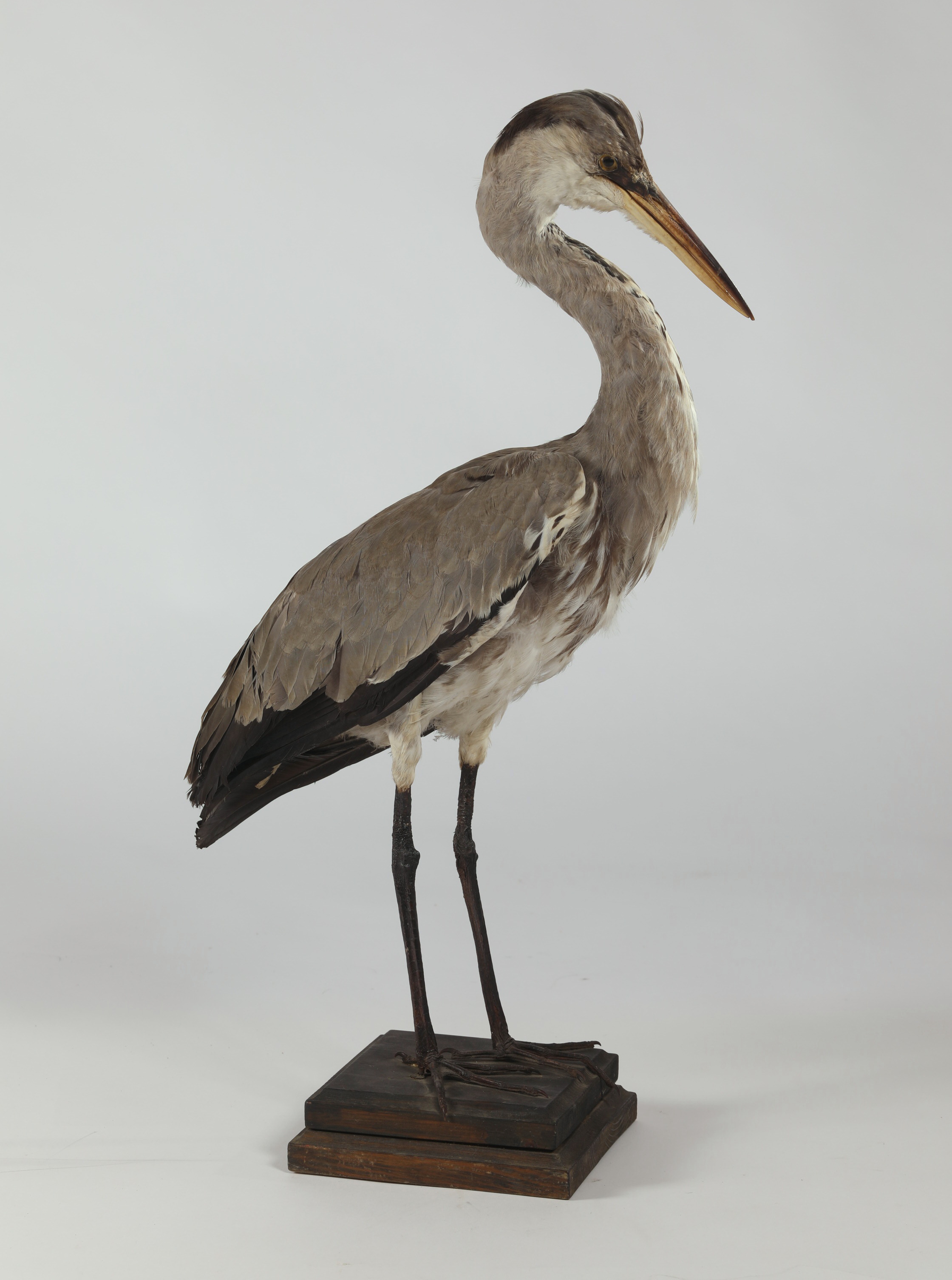 Náhledový obrázek Ardea cinerea (dermoplastický preparát) - 1