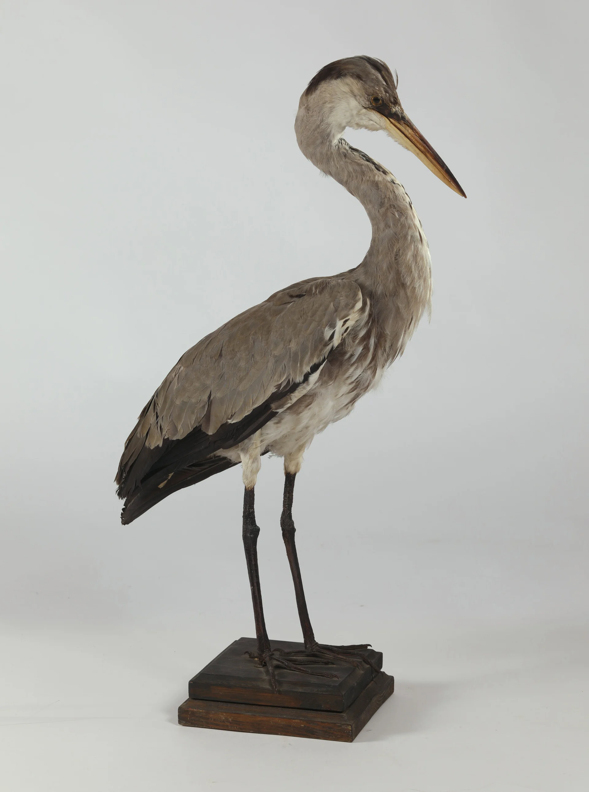Náhledový obrázek předmětu Ardea cinerea (dermoplastický preparát)