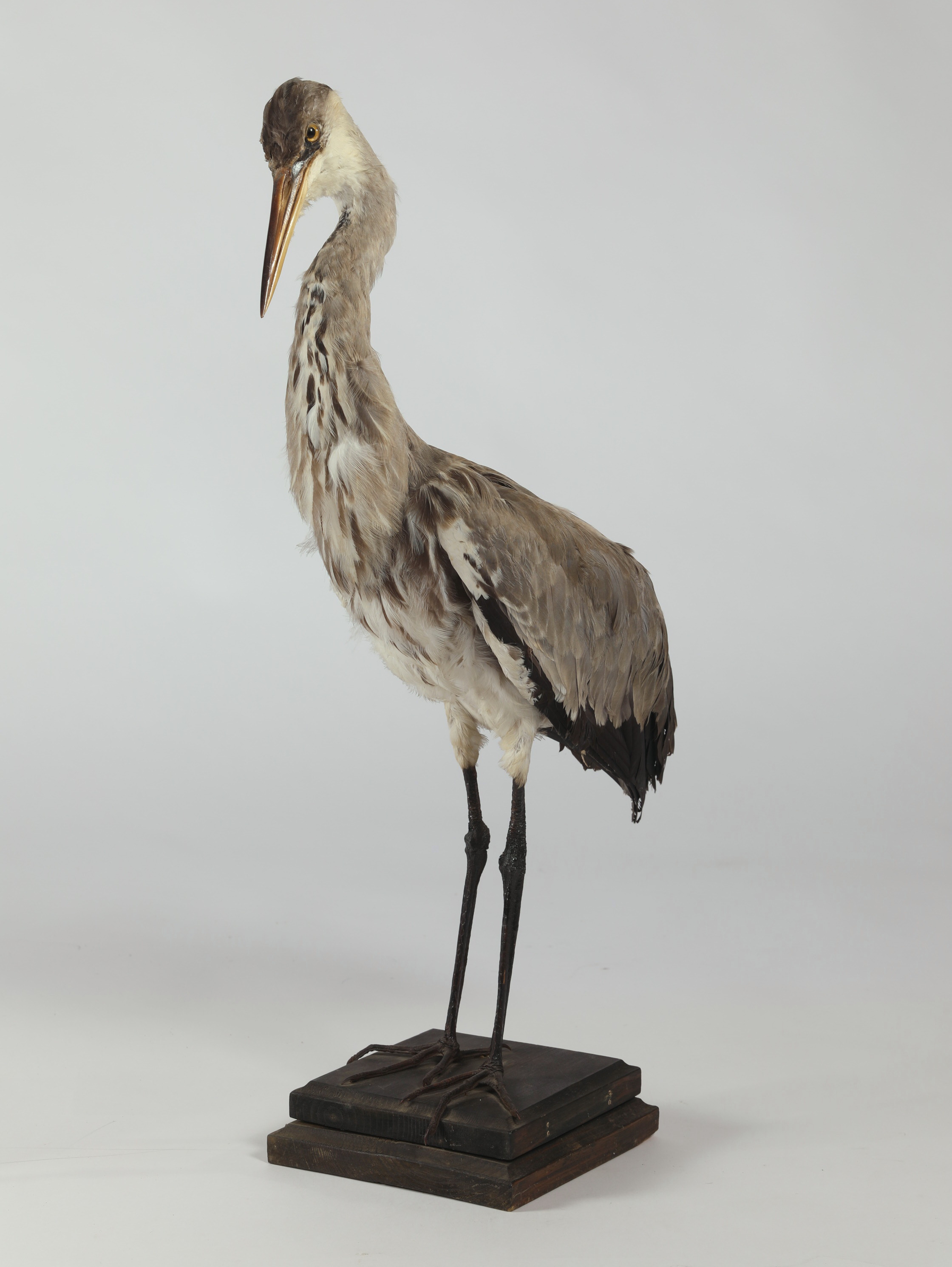 Náhledový obrázek Ardea cinerea (dermoplastický preparát) - 2