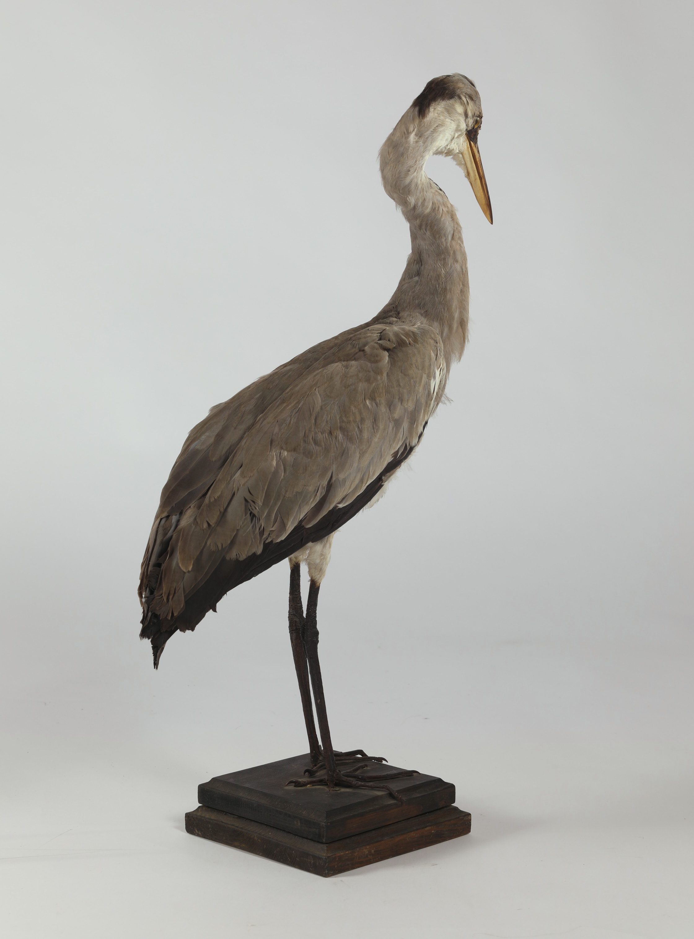 Náhledový obrázek Ardea cinerea (dermoplastický preparát) - 3