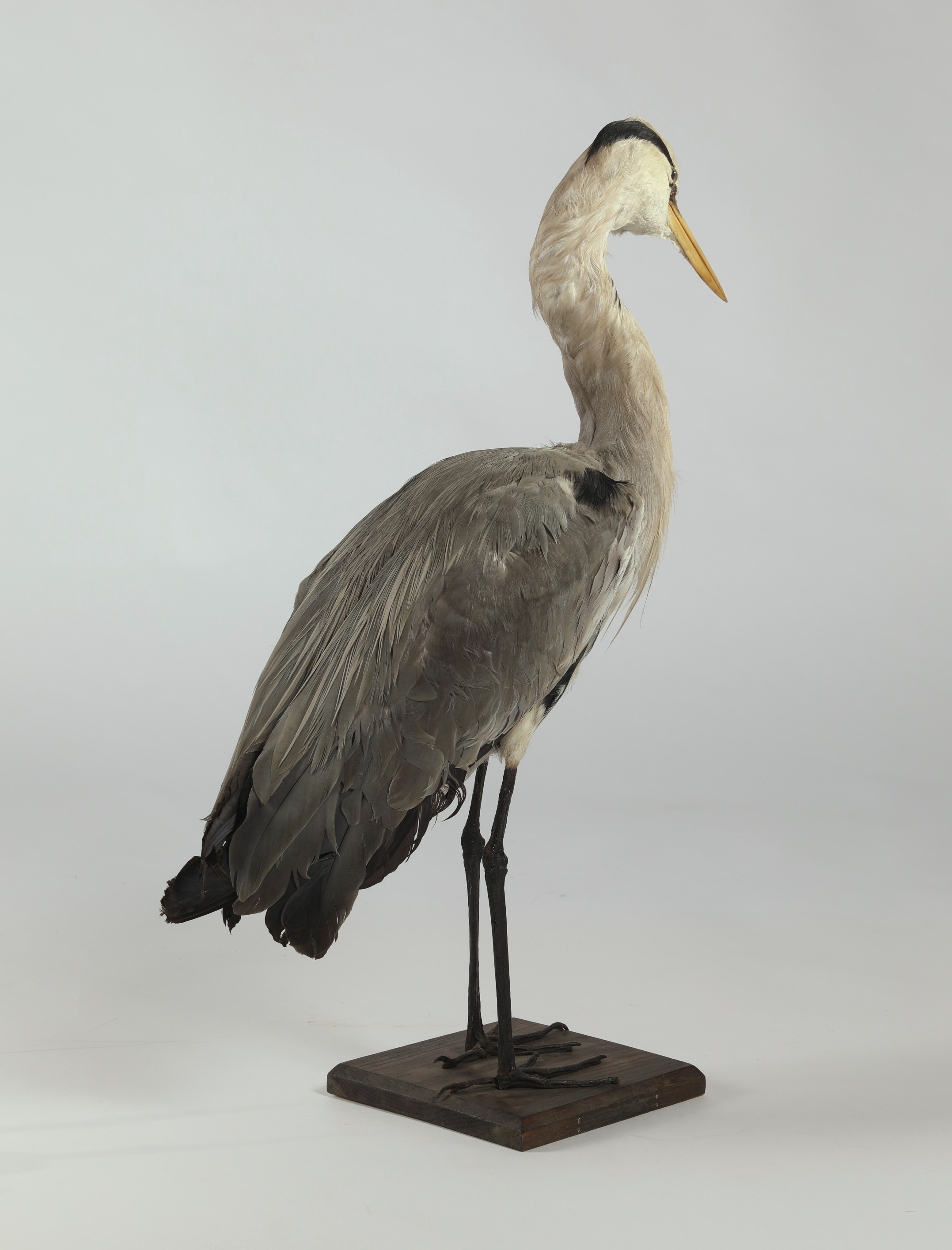 Náhledový obrázek Ardea cinerea (dermoplastický preparát) - 3
