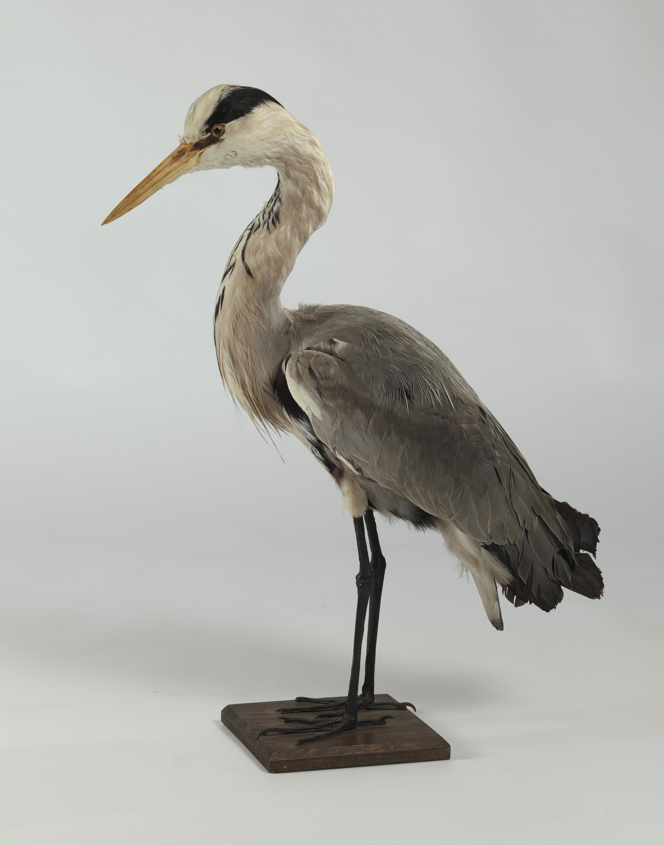 Náhledový obrázek Ardea cinerea (dermoplastický preparát) - 1