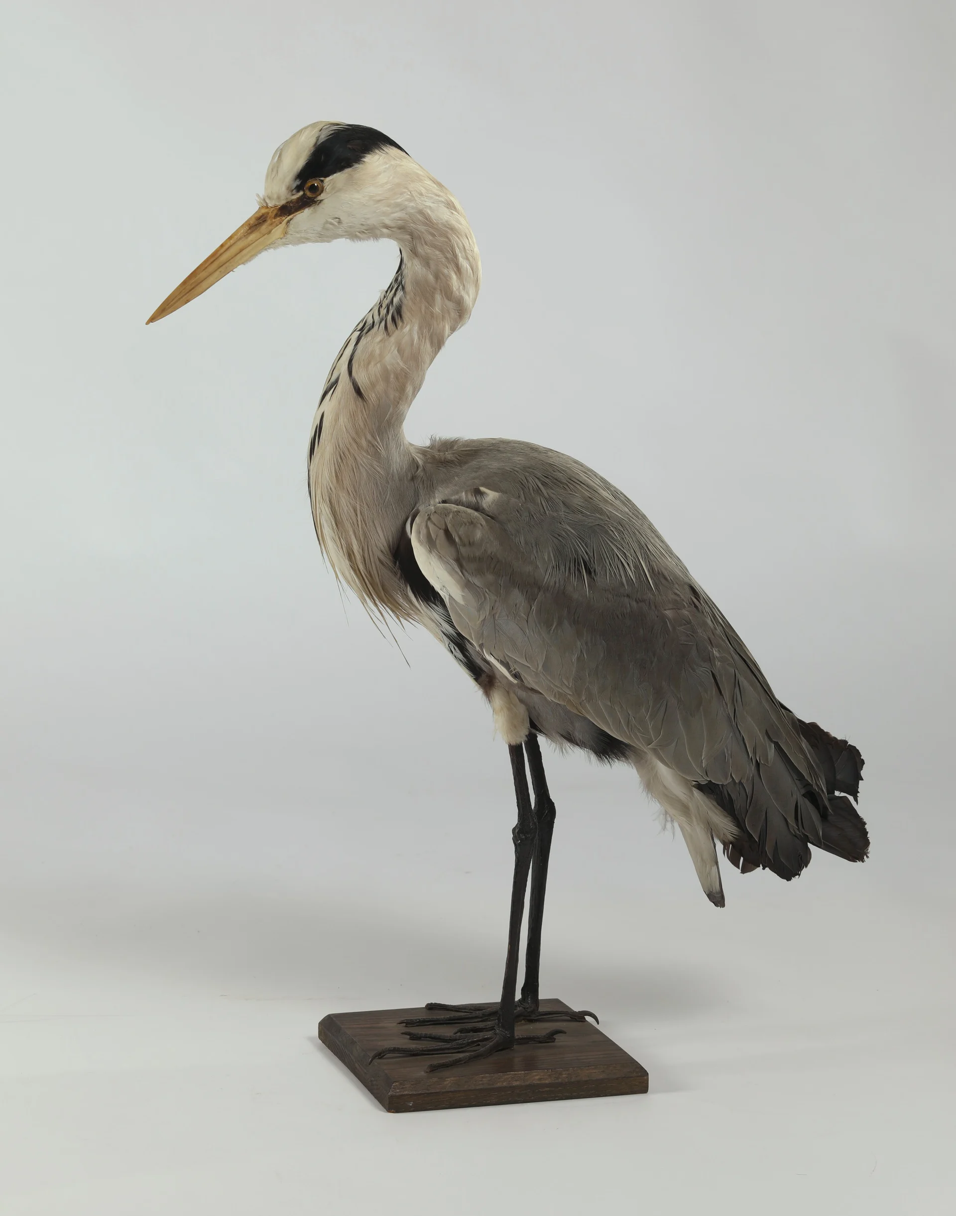 Náhledový obrázek předmětu Ardea cinerea (dermoplastický preparát)