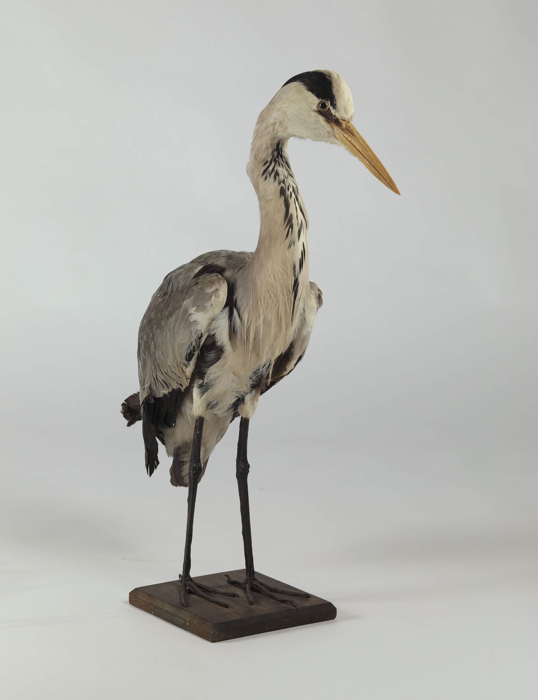 Náhledový obrázek Ardea cinerea (dermoplastický preparát) - 2