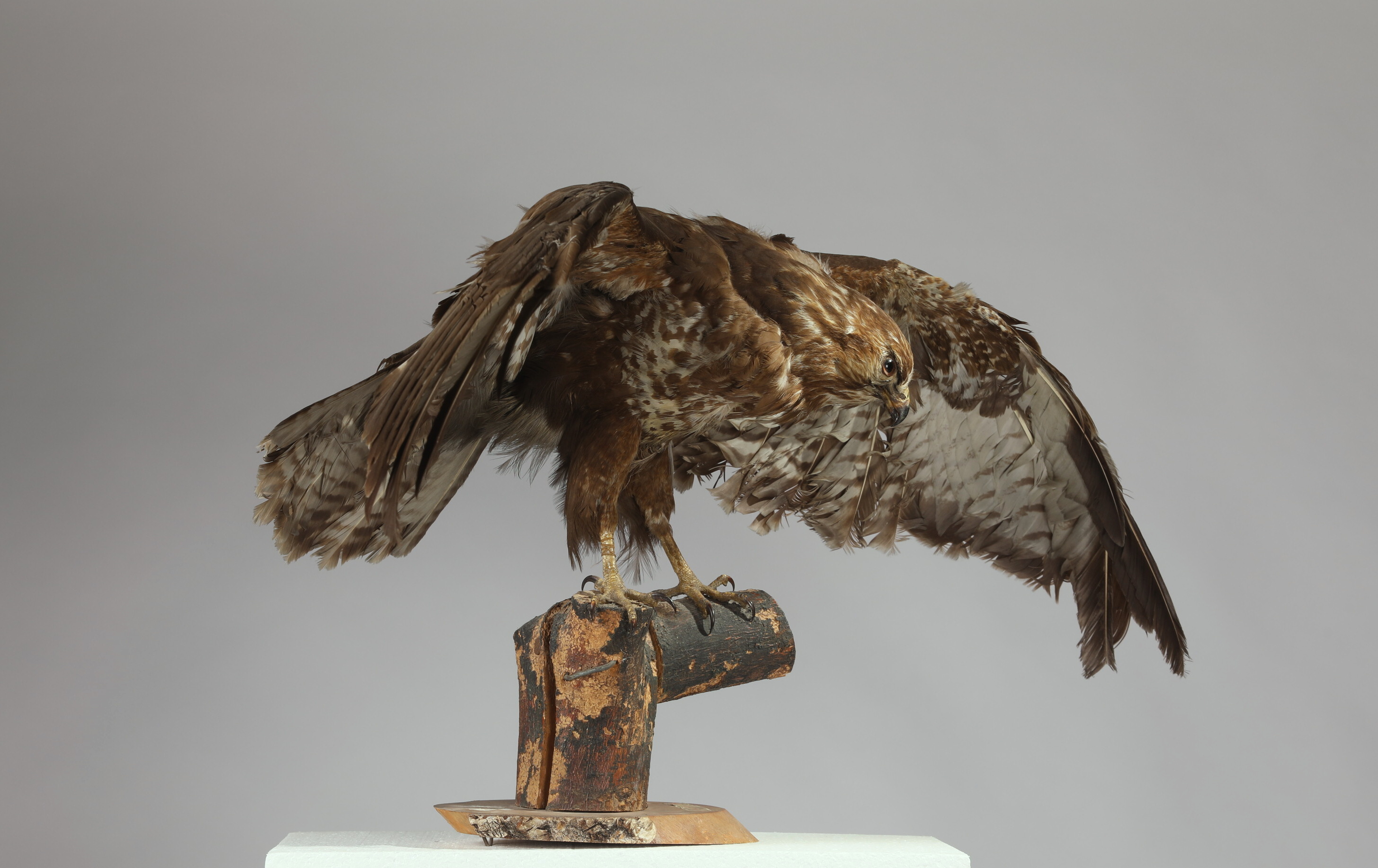 Náhledový obrázek Buteo buteo (dermoplastický preparát) - 2