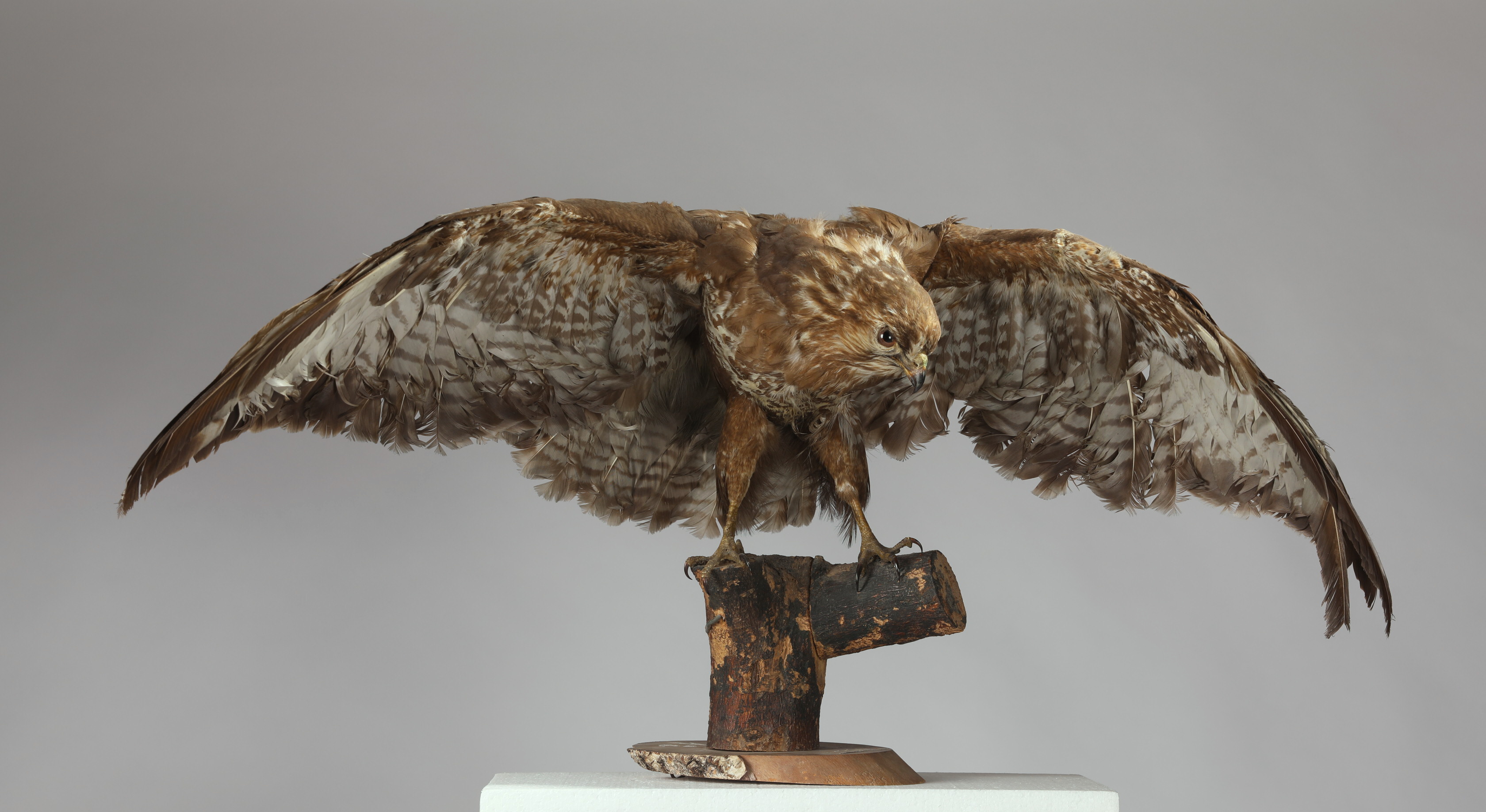 Náhledový obrázek Buteo buteo (dermoplastický preparát) - 1