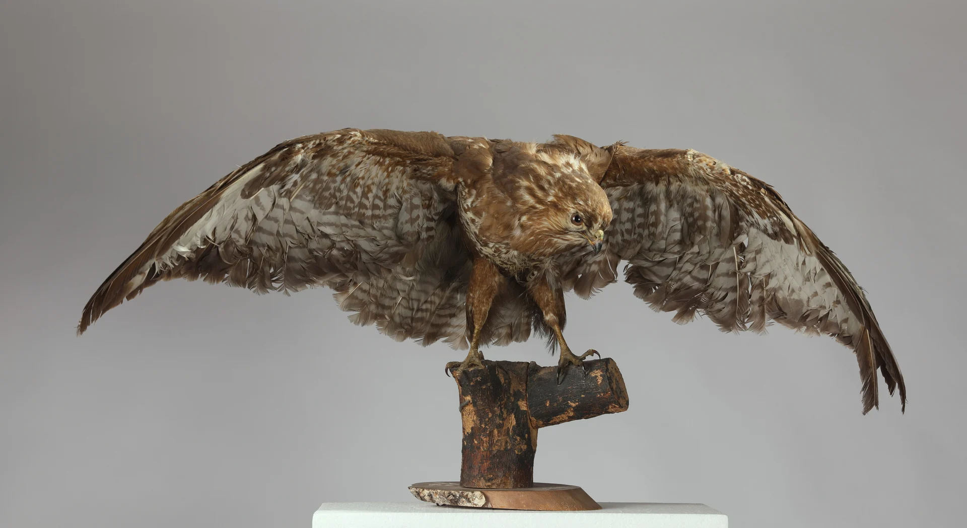 Náhledový obrázek předmětu Buteo buteo (dermoplastický preparát)