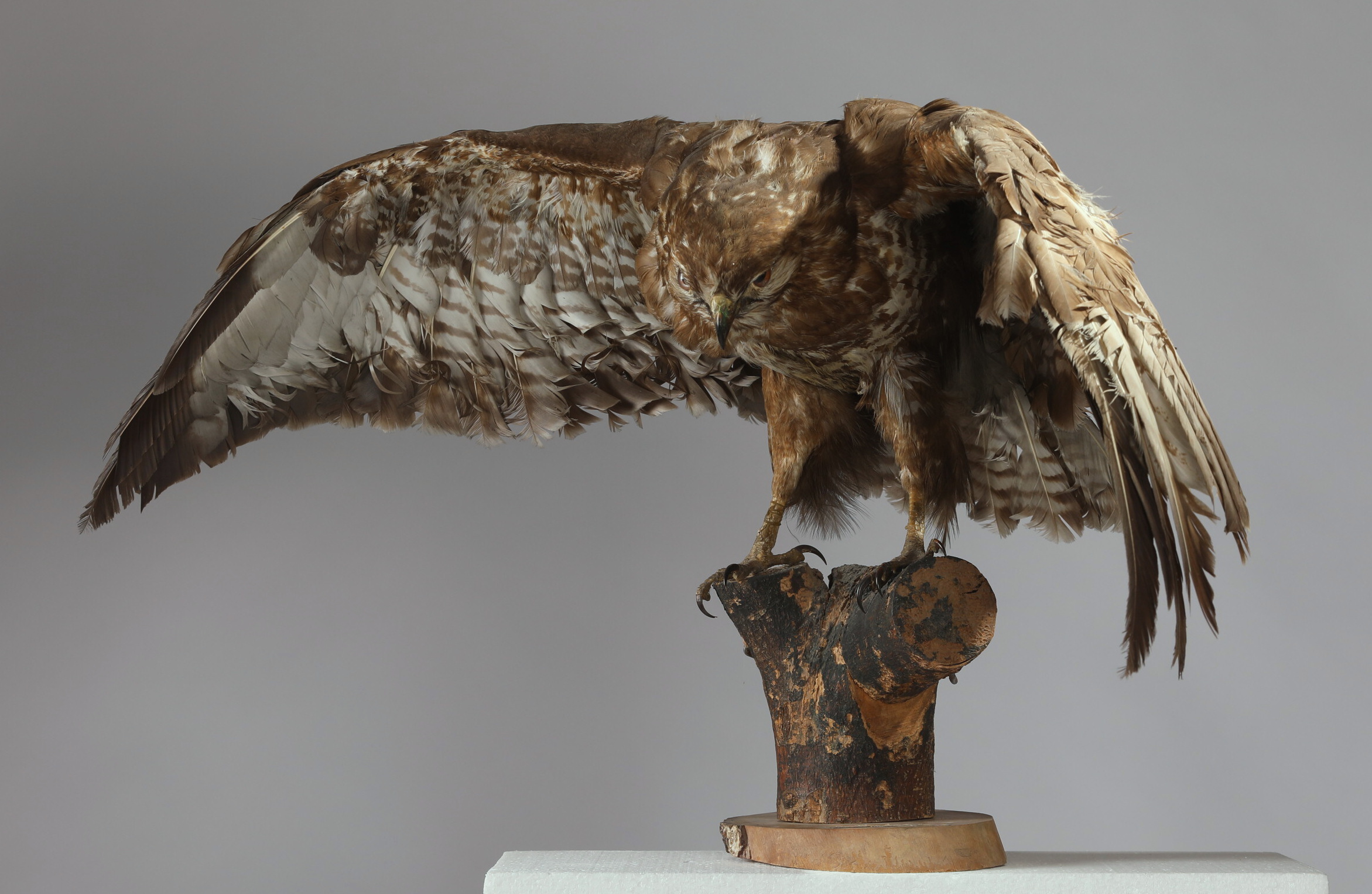 Náhledový obrázek Buteo buteo (dermoplastický preparát) - 3
