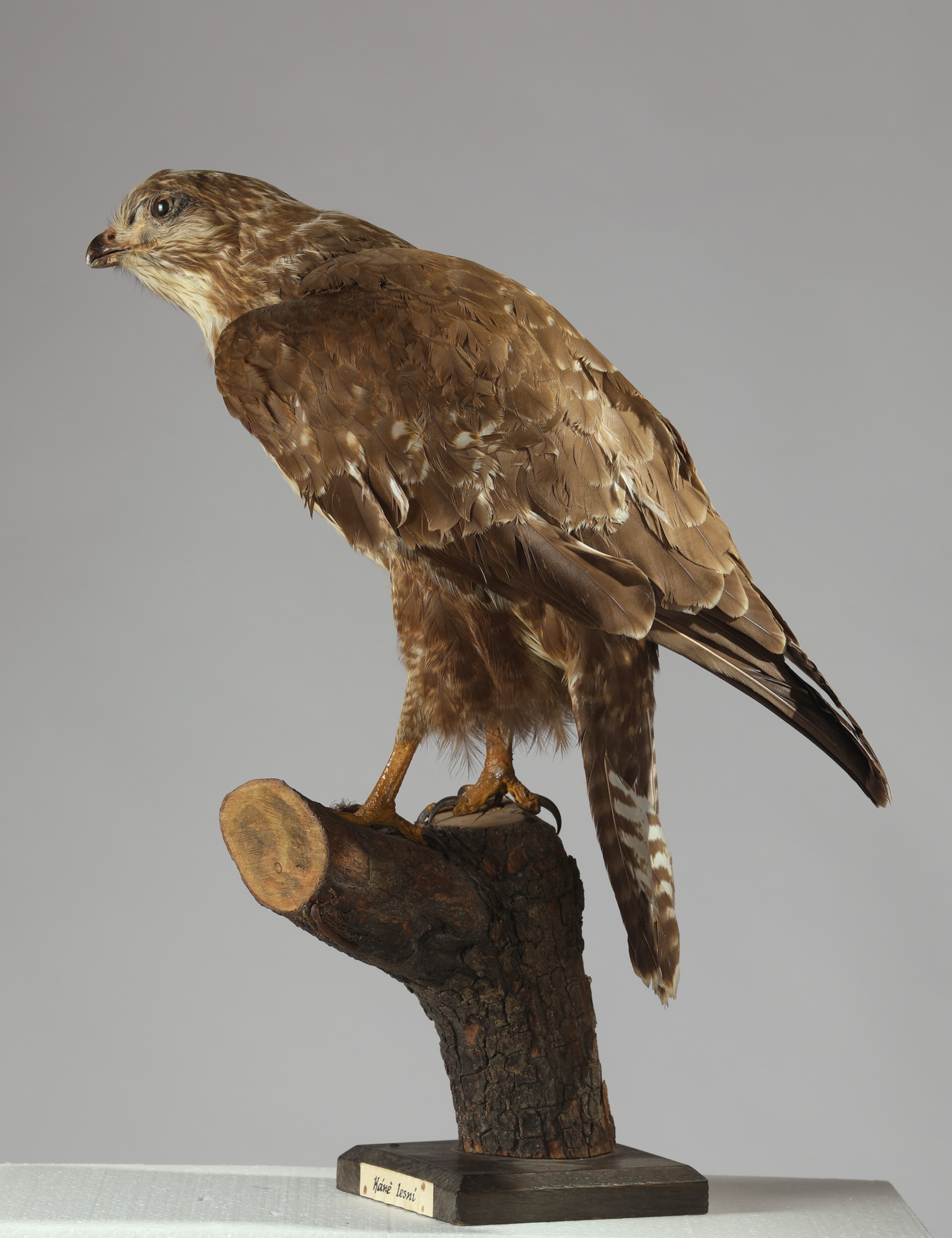 Náhledový obrázek Buteo buteo (dermoplastický preparát) - 3
