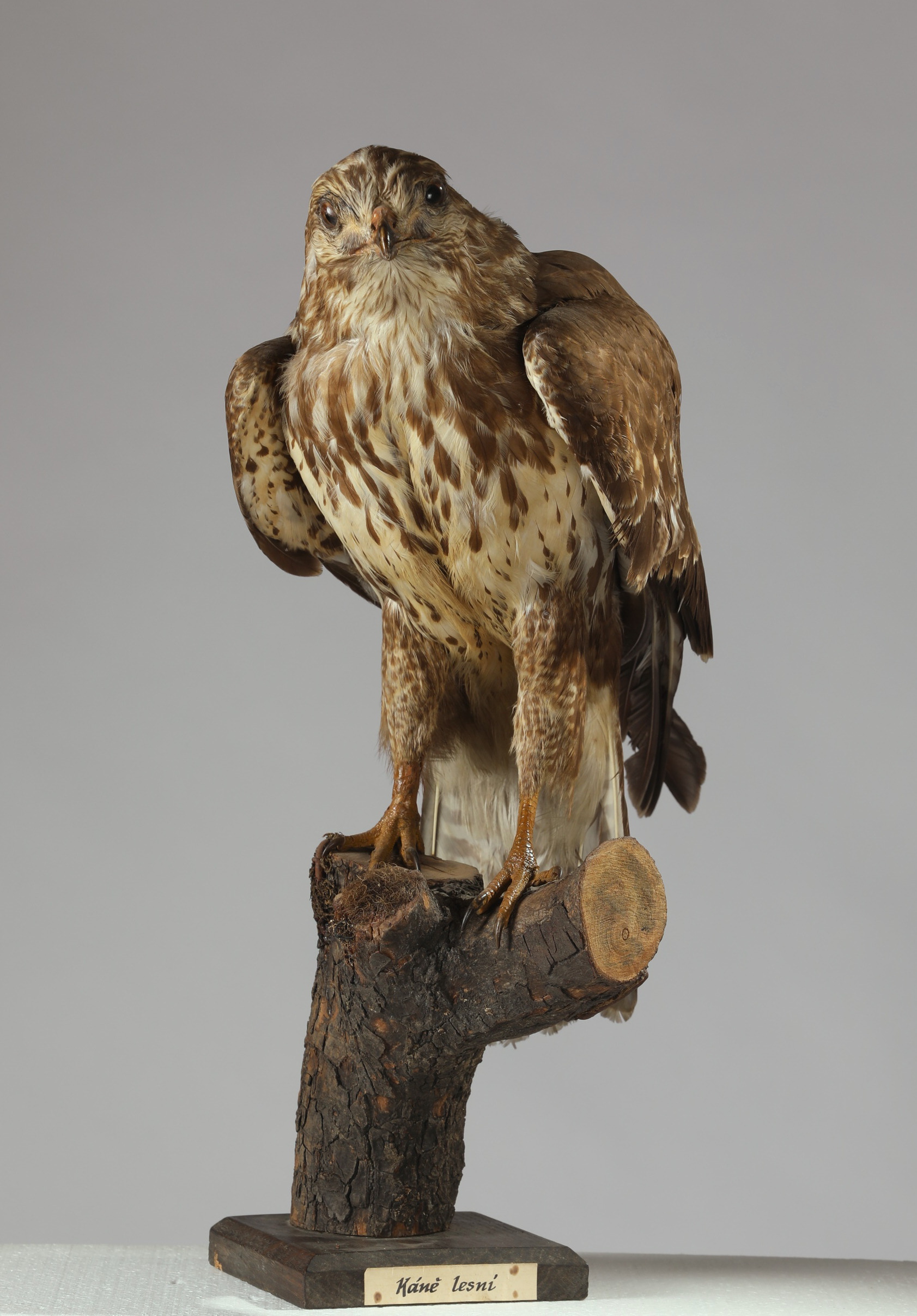 Náhledový obrázek Buteo buteo (dermoplastický preparát) - 2