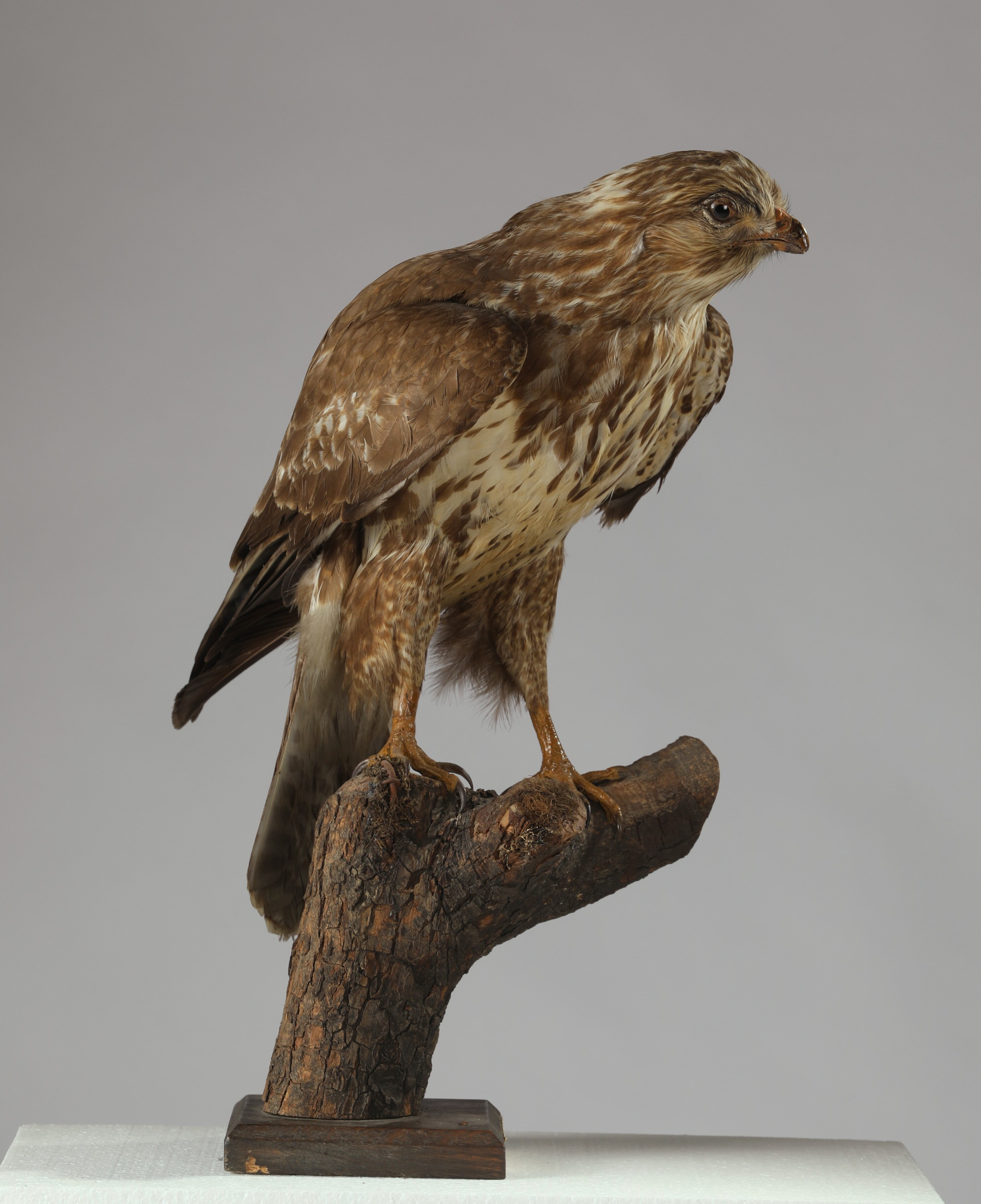 Náhledový obrázek Buteo buteo (dermoplastický preparát) - 1