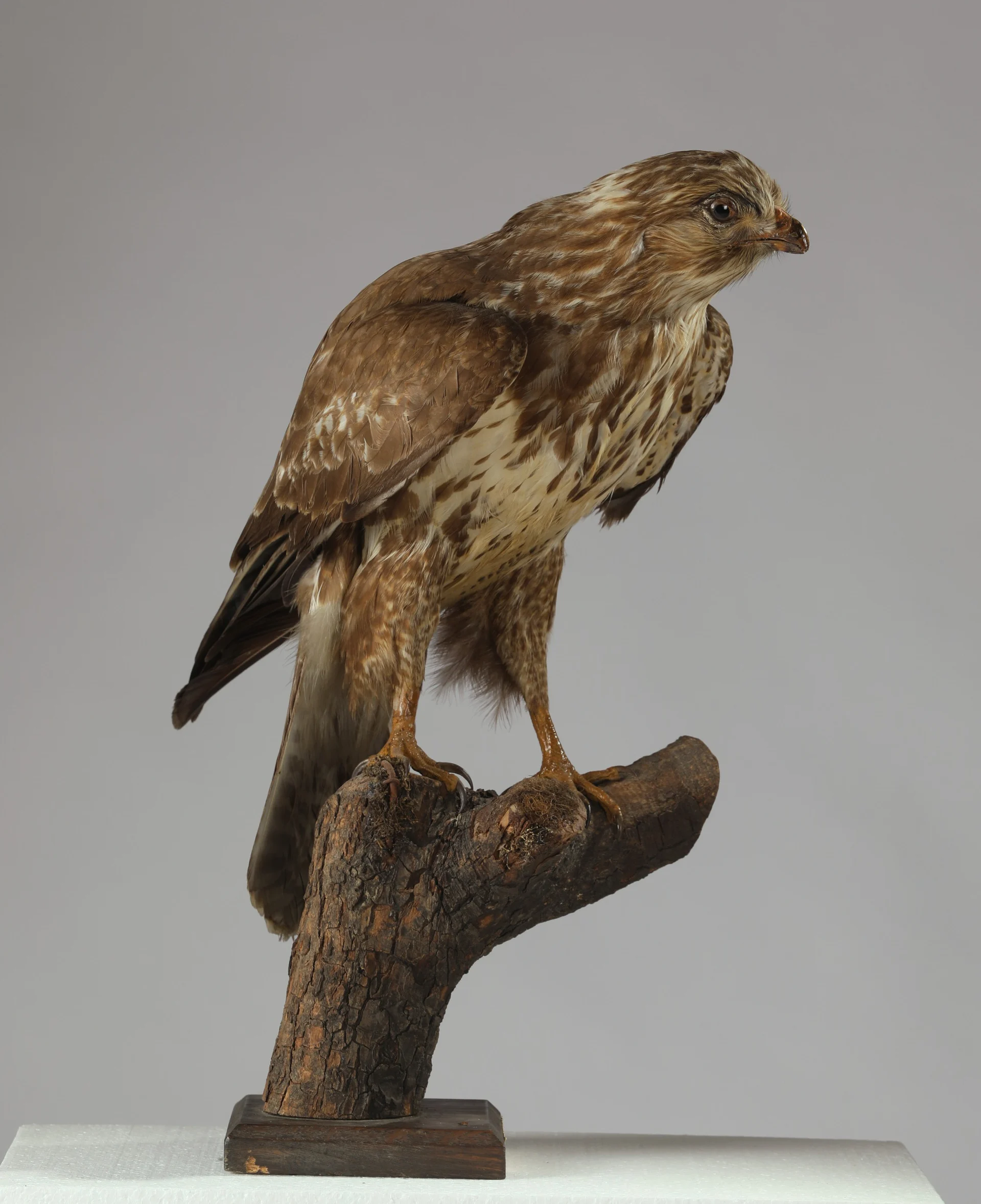 Náhledový obrázek předmětu Buteo buteo (dermoplastický preparát)