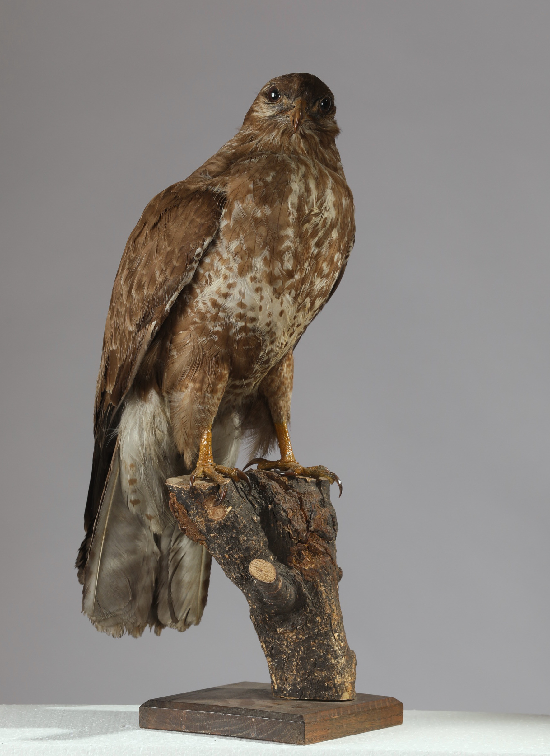 Náhledový obrázek Buteo buteo (dermoplastický preparát) - 2