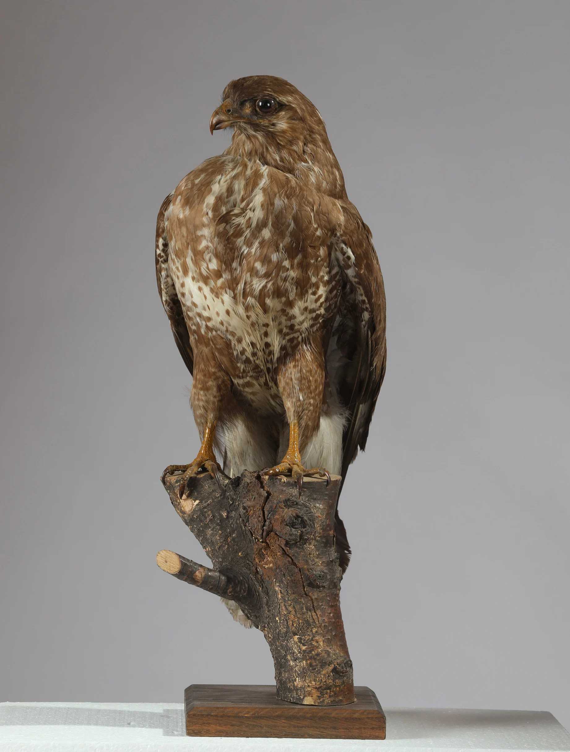 Náhledový obrázek předmětu Buteo buteo (dermoplastický preparát)