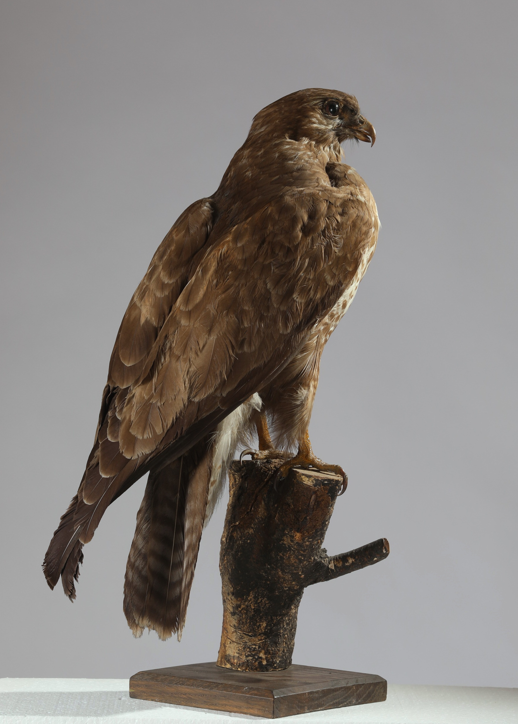 Náhledový obrázek Buteo buteo (dermoplastický preparát) - 3