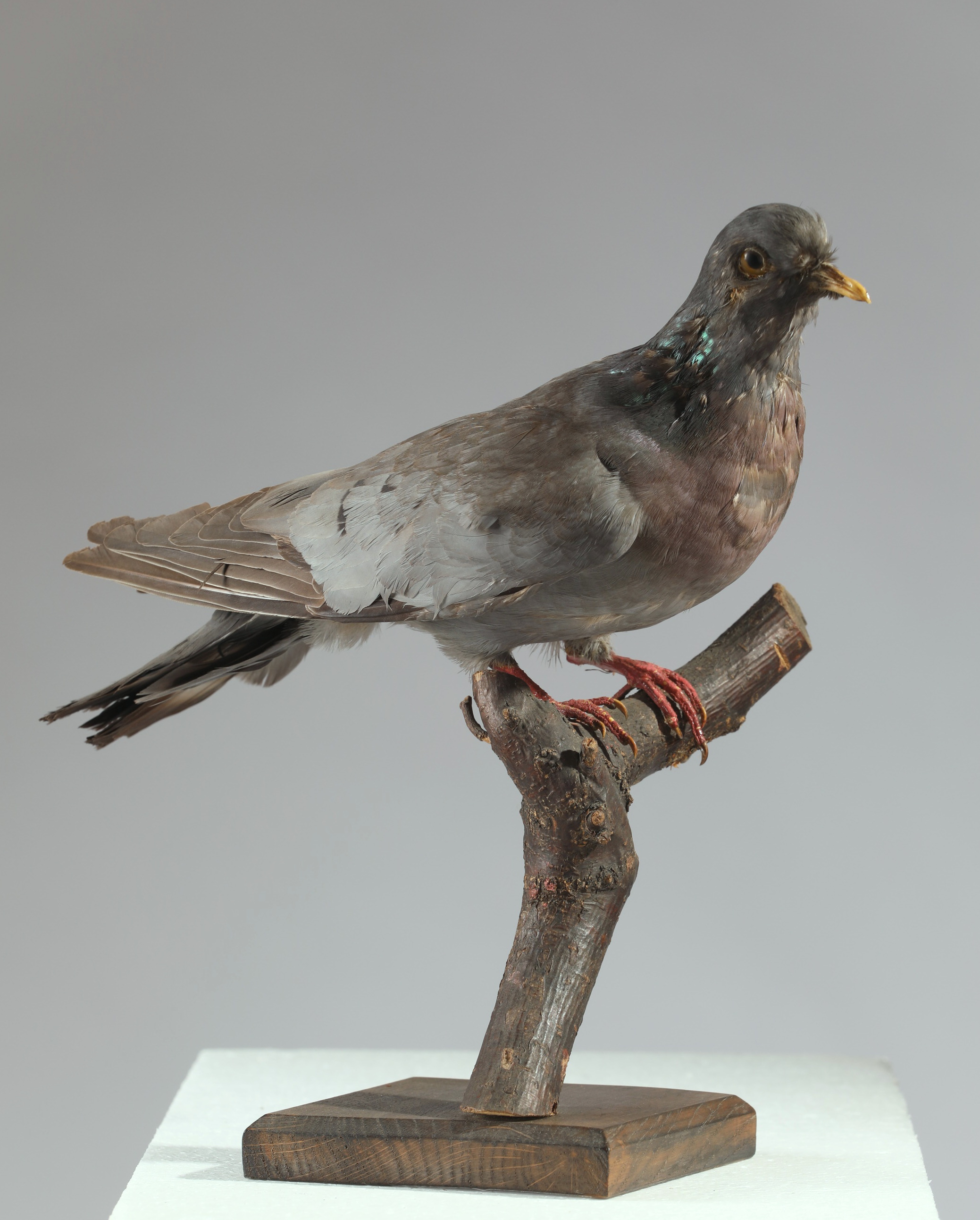 Náhledový obrázek Columba oenas (dermoplastický preparát) - 1