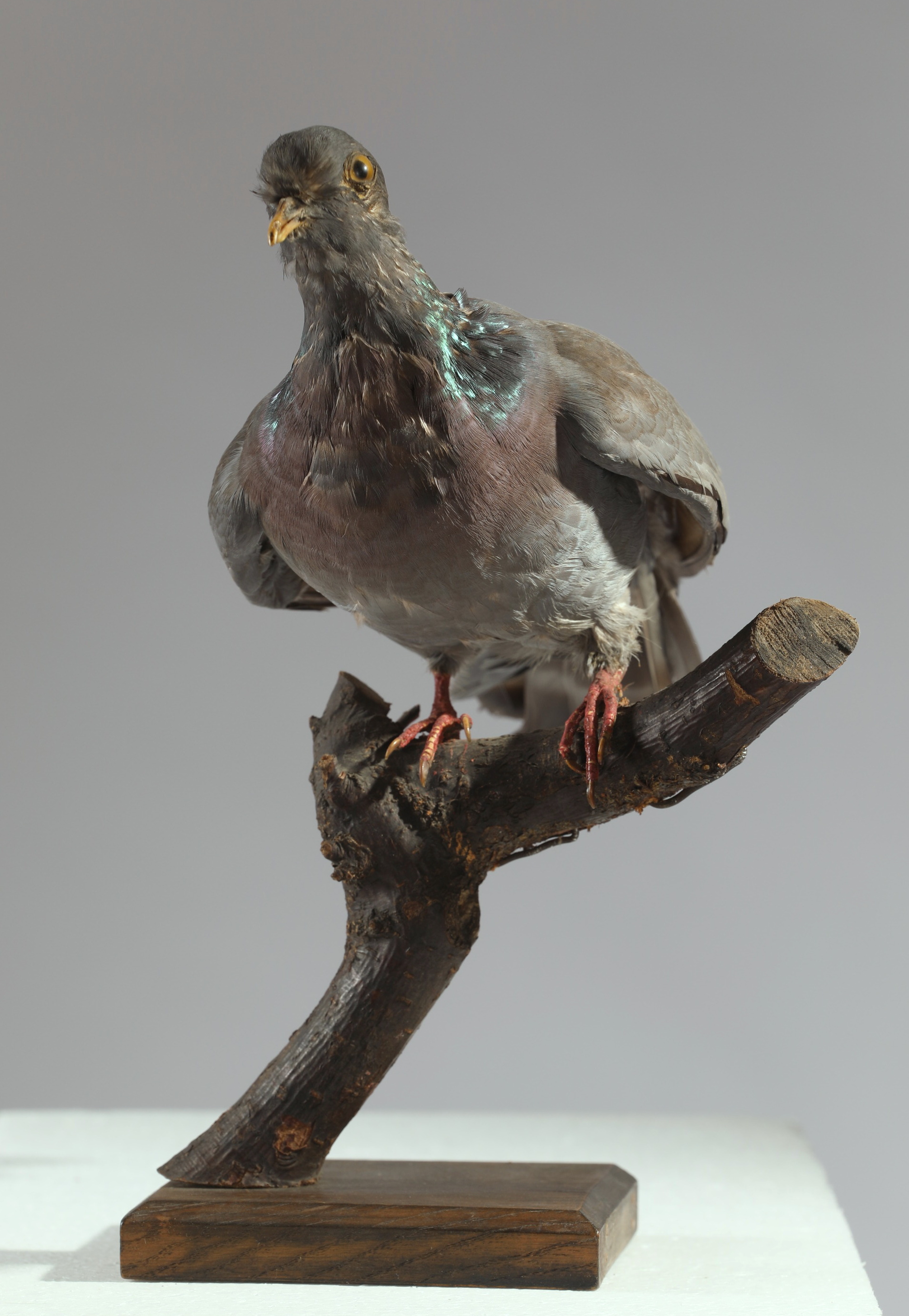 Náhledový obrázek Columba oenas (dermoplastický preparát) - 2