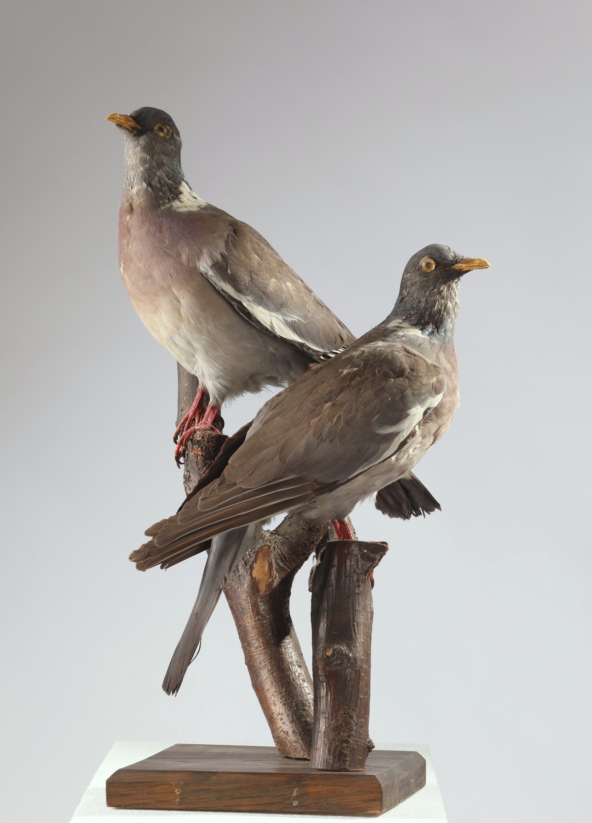 Náhledový obrázek Columba palumbus (dermoplastický preparát) - 1