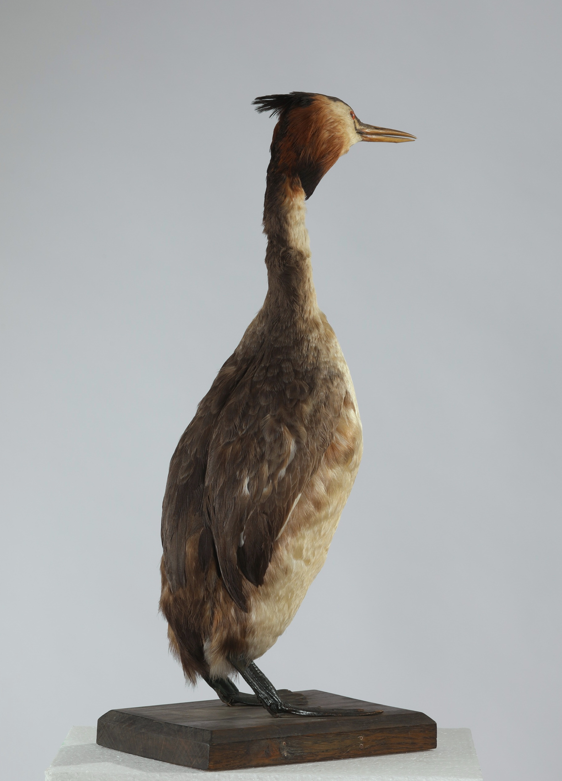 Náhledový obrázek Podiceps cristatus (dermoplastický preparát) - 3