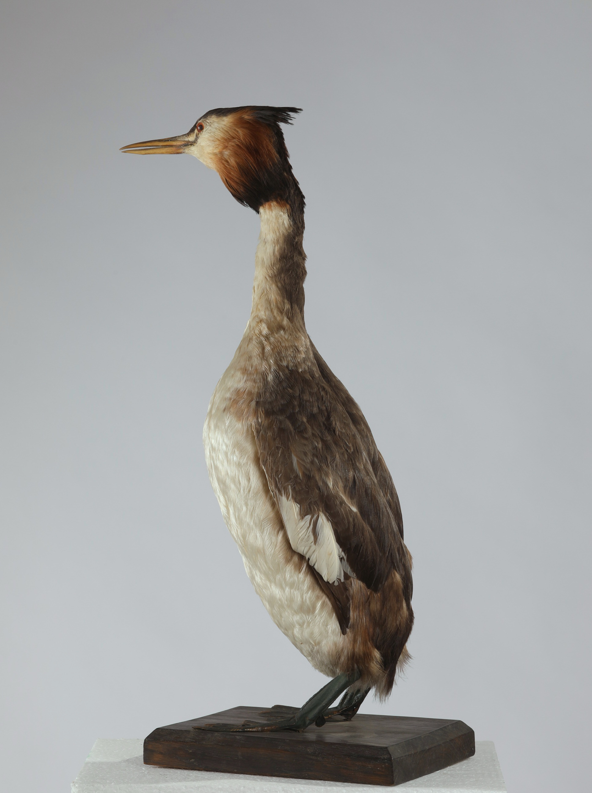 Náhledový obrázek Podiceps cristatus (dermoplastický preparát) - 2