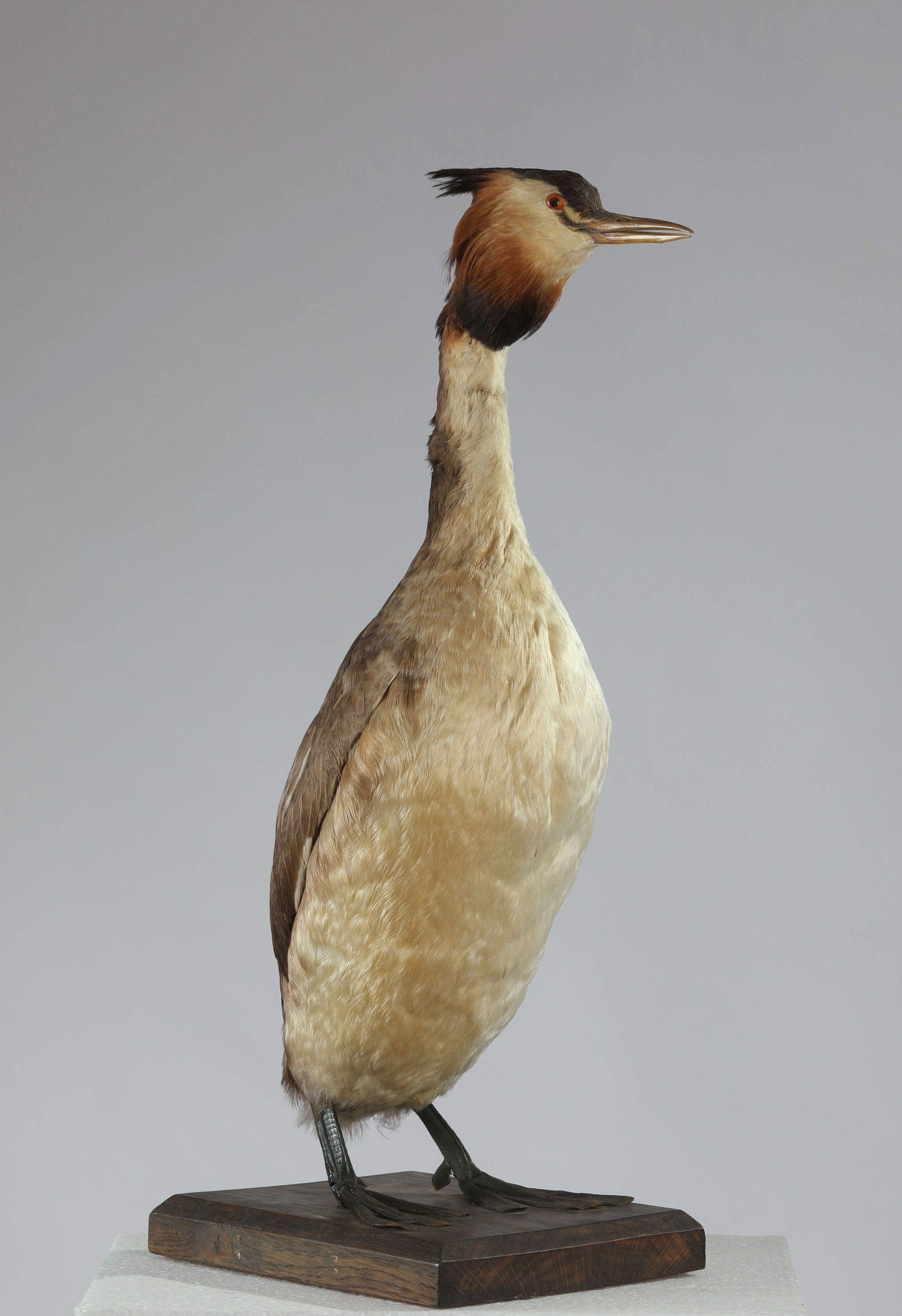 Náhledový obrázek Podiceps cristatus (dermoplastický preparát) - 1