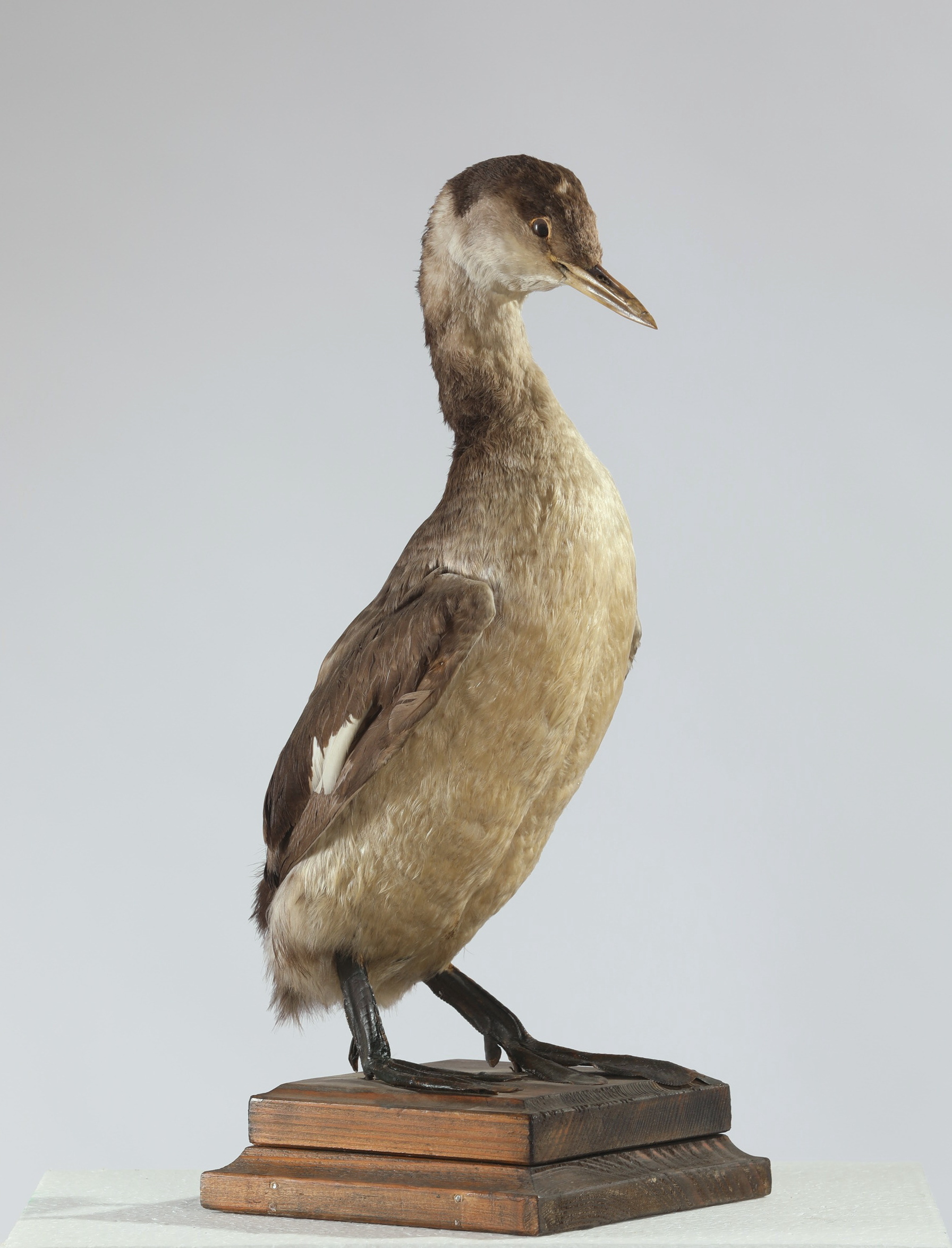 Náhledový obrázek Podiceps grisegena (dermoplastický preparát) - 1