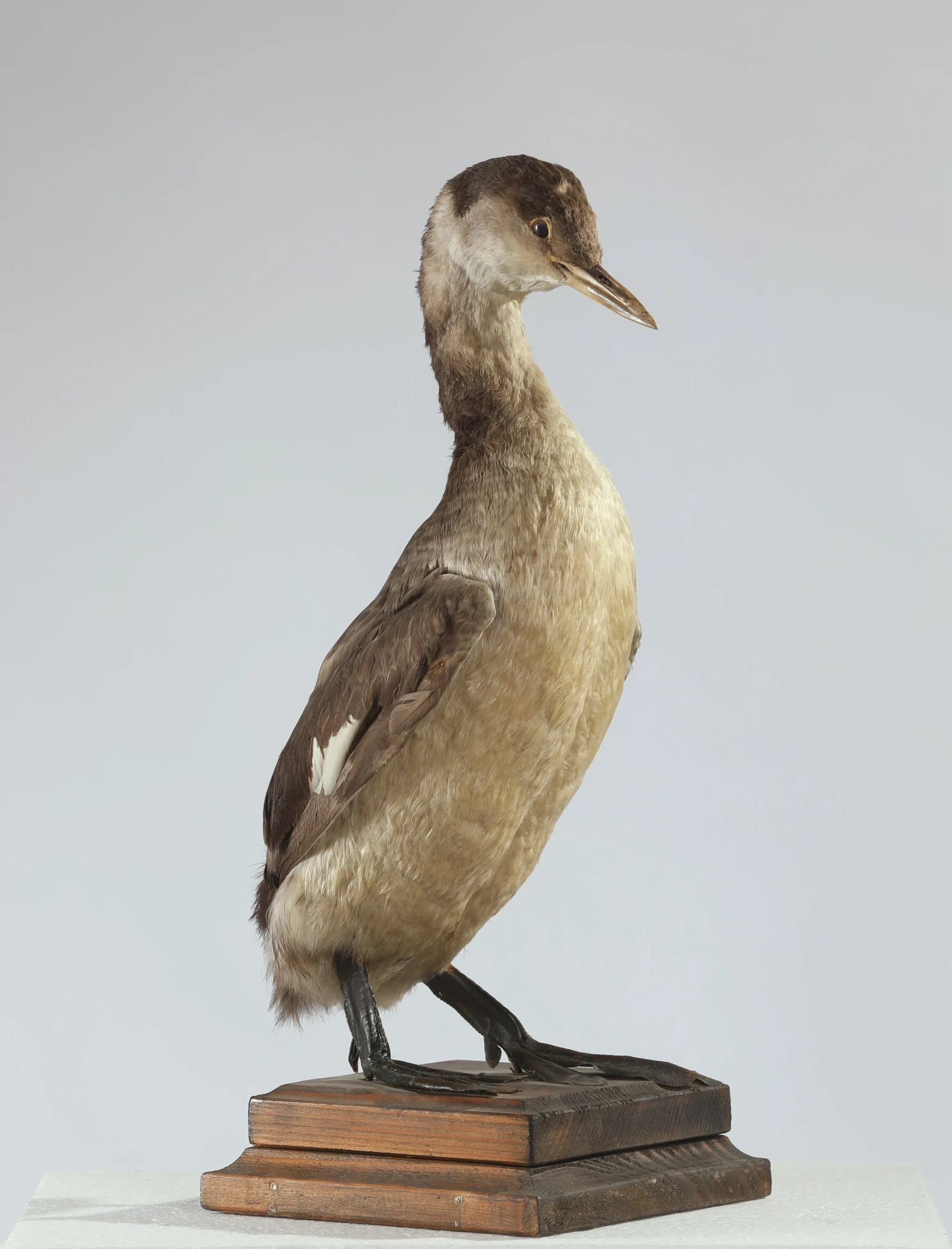 Náhledový obrázek předmětu Podiceps grisegena (dermoplastický preparát)