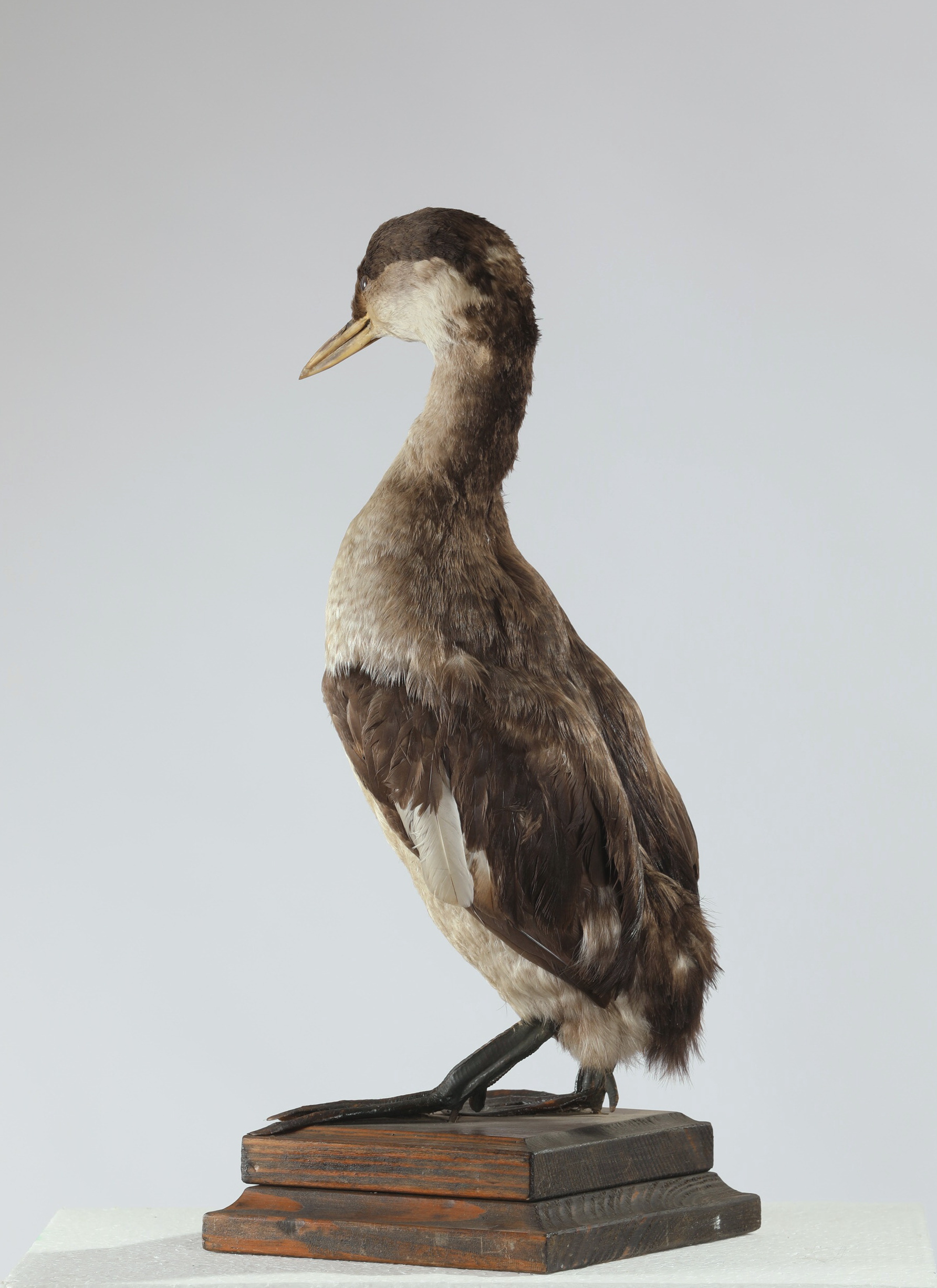 Náhledový obrázek Podiceps grisegena (dermoplastický preparát) - 3