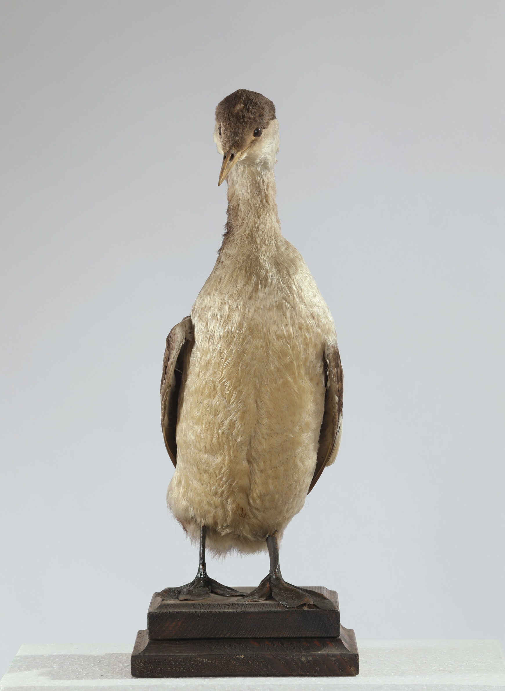Náhledový obrázek Podiceps grisegena (dermoplastický preparát) - 2
