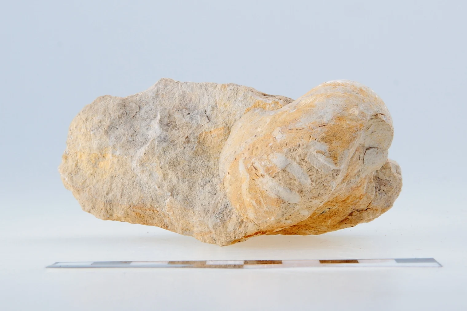 Náhledový obrázek předmětu Deltocymatoceras sublaevigatus