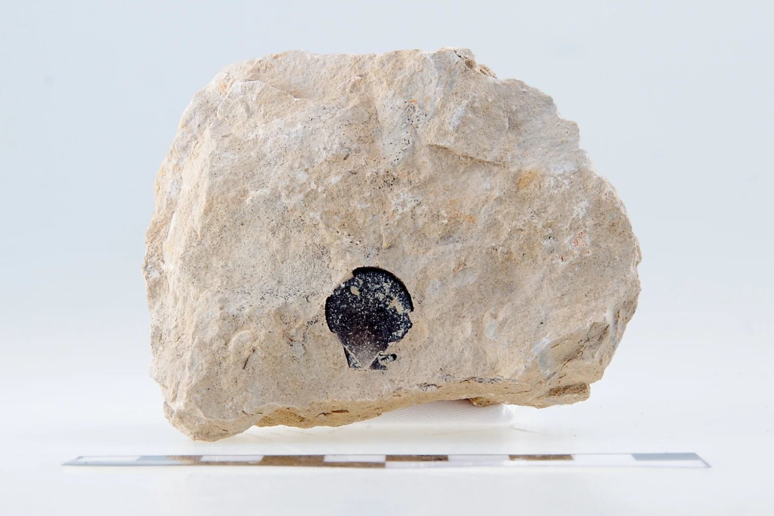 Náhledový obrázek předmětu Pecten acuminatus GEIN