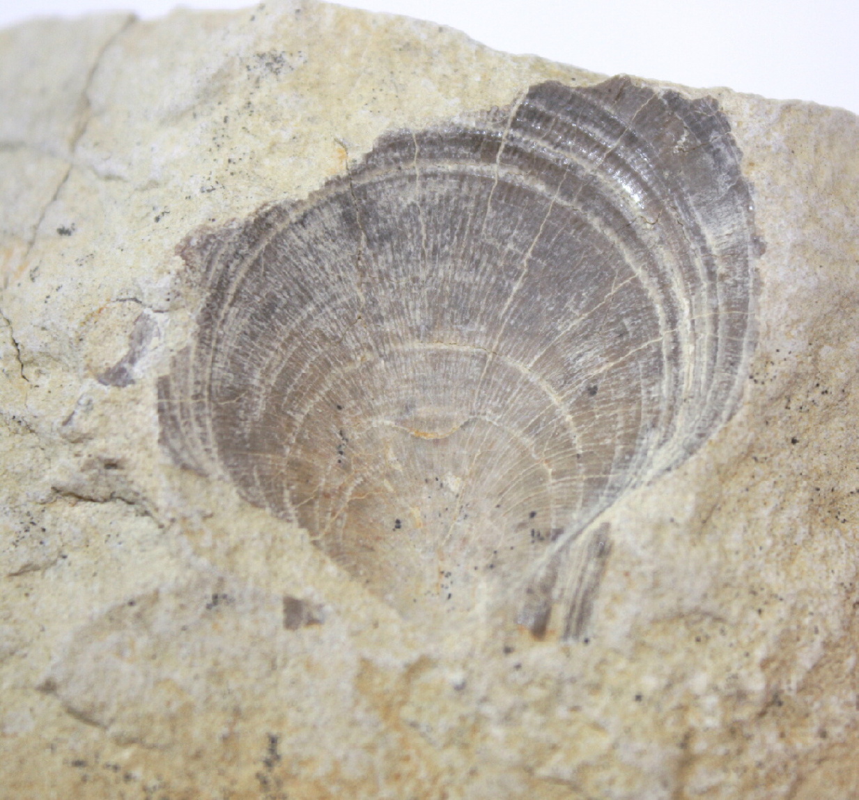 Náhledový obrázek Pecten curvatus - 1